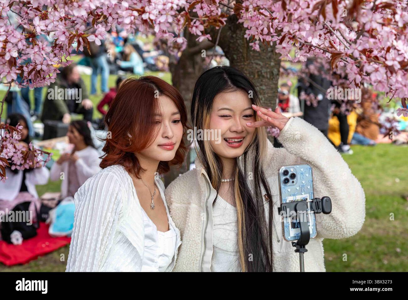 Junge Frauen machen ein Selfie oder machen Inhalte für soziale Medien beim Roihuvuori Hanami Kirschblütenfest im Roihuvuori Cherry Tree Park in Helsinki Stockfoto