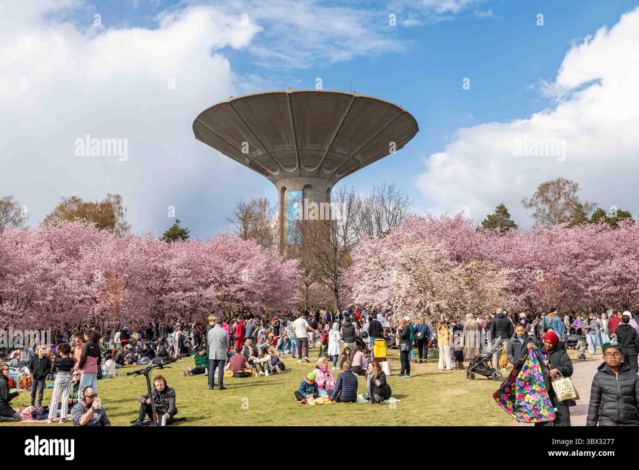 Roihuvuori Hanami Kirschblütenfest in Helsinki, Finnland Stockfoto