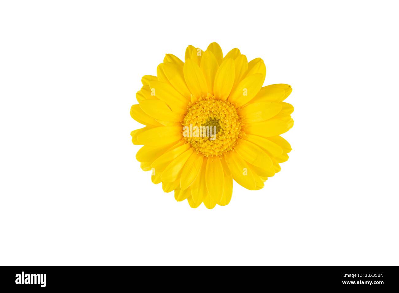 Gelber gerber Gänseblümchen isoliert auf weißem Hintergrund Stockfoto