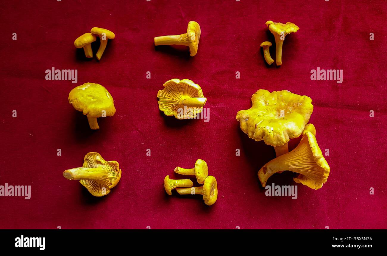 Blick von oben auf eine Gruppe von essbaren Waldpilzen Goldene Pfifferlinge befindet sich auf einem roten Samt Stockfoto