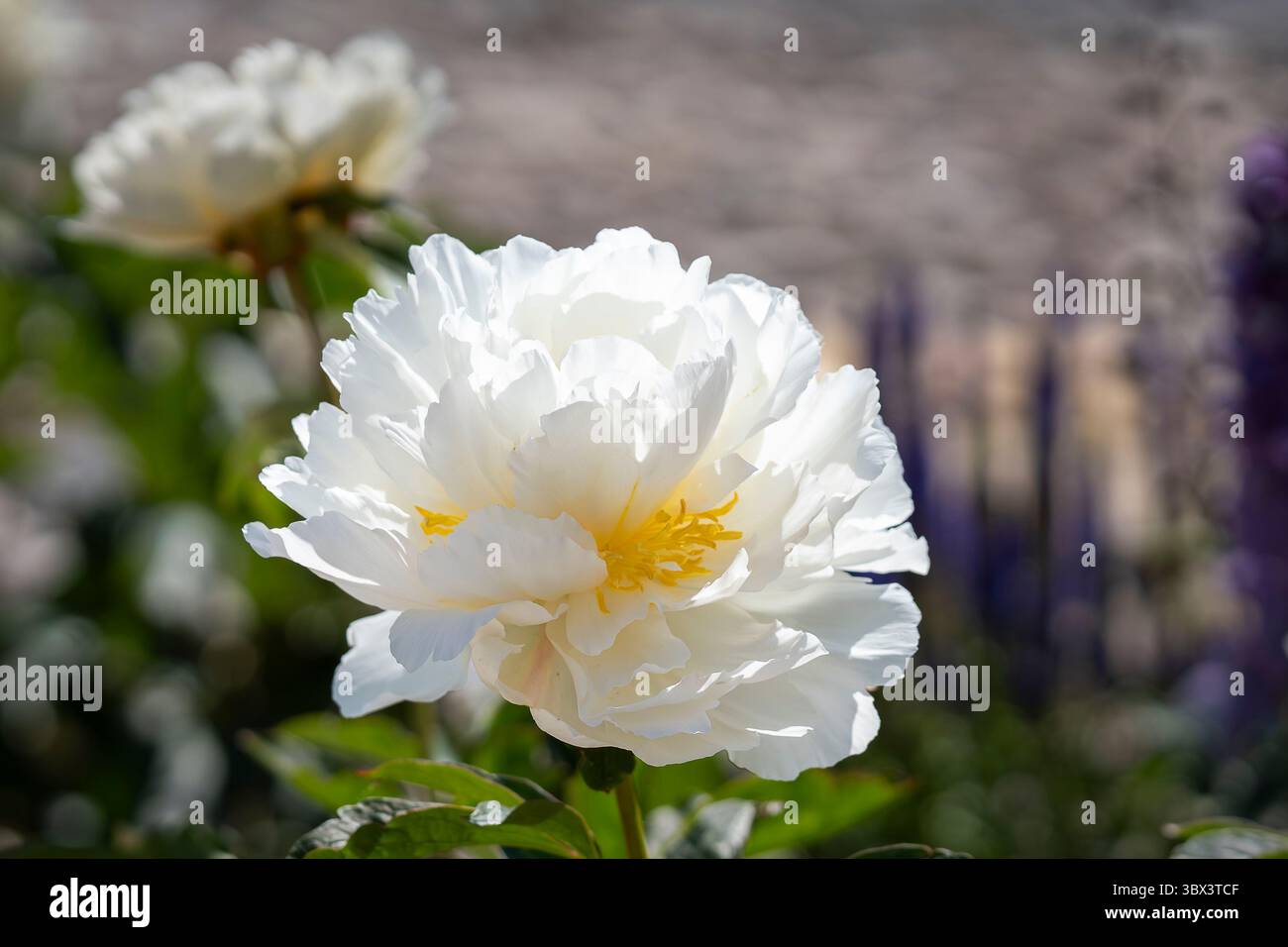 Blühende weiße Doppelblume Pfingstrose Schüssel Creme Nahaufnahme. Paeonia lactiflora Schüssel Creme. Doppelte cremeweiße Pfingstrose Schüssel Creme Nahaufnahme. Stockfoto