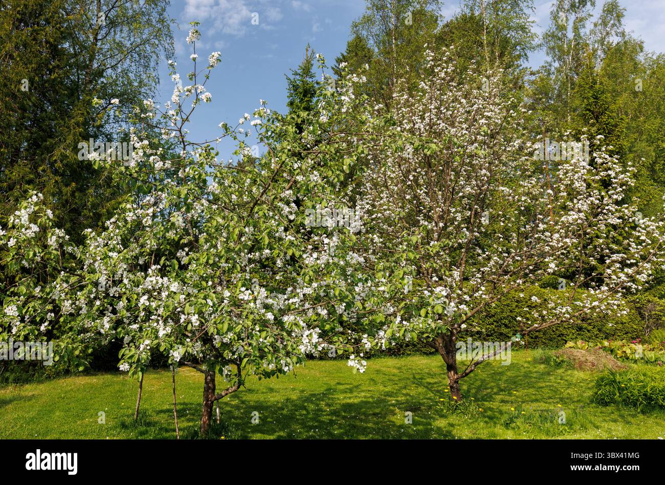 Blühende Apfelbäume im Garten, Finnland Stockfoto
