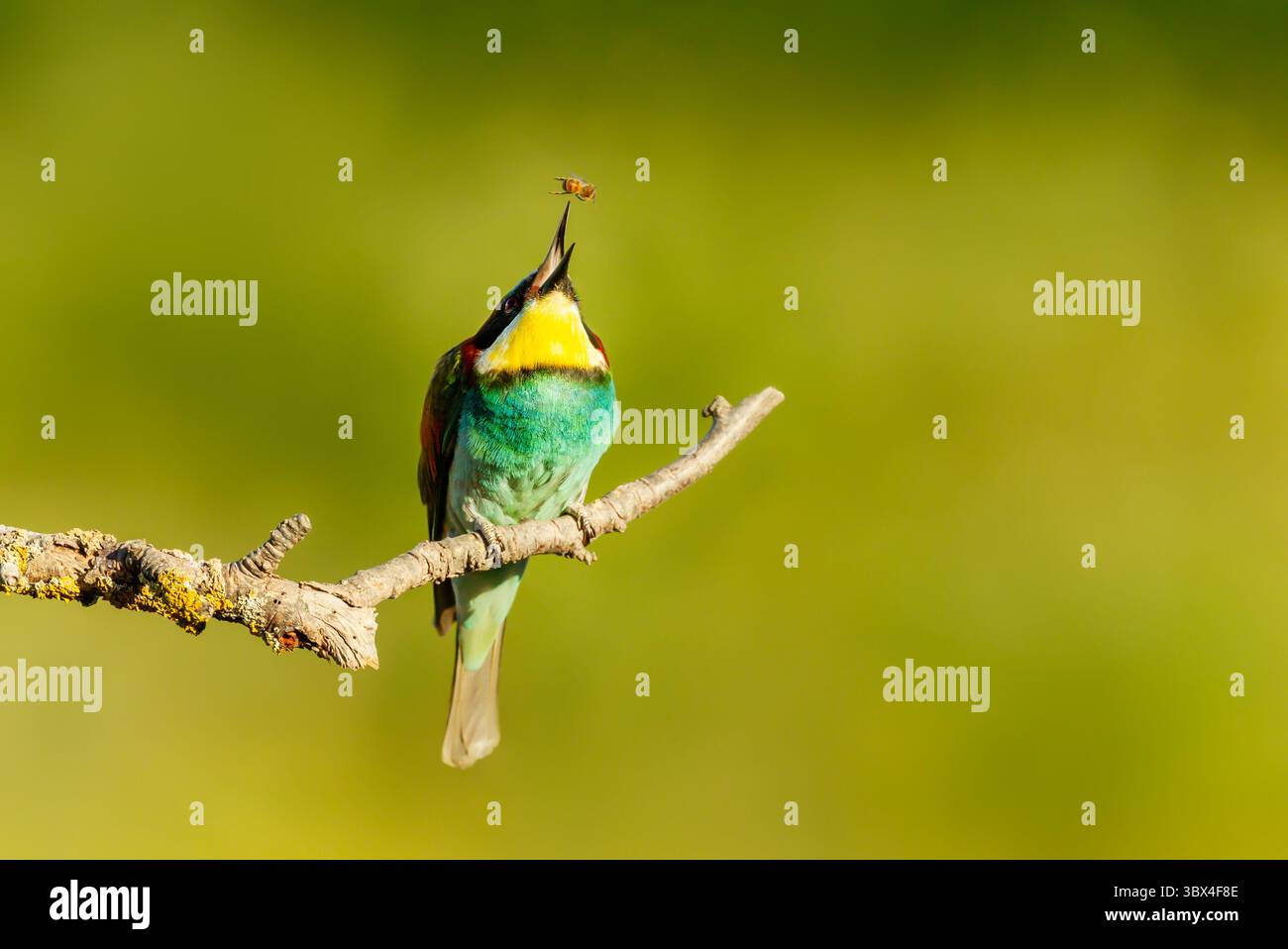 Bunter Bienenfresser, der im Sommer in Bulgarien auf Baumzweigen sitzt Stockfoto