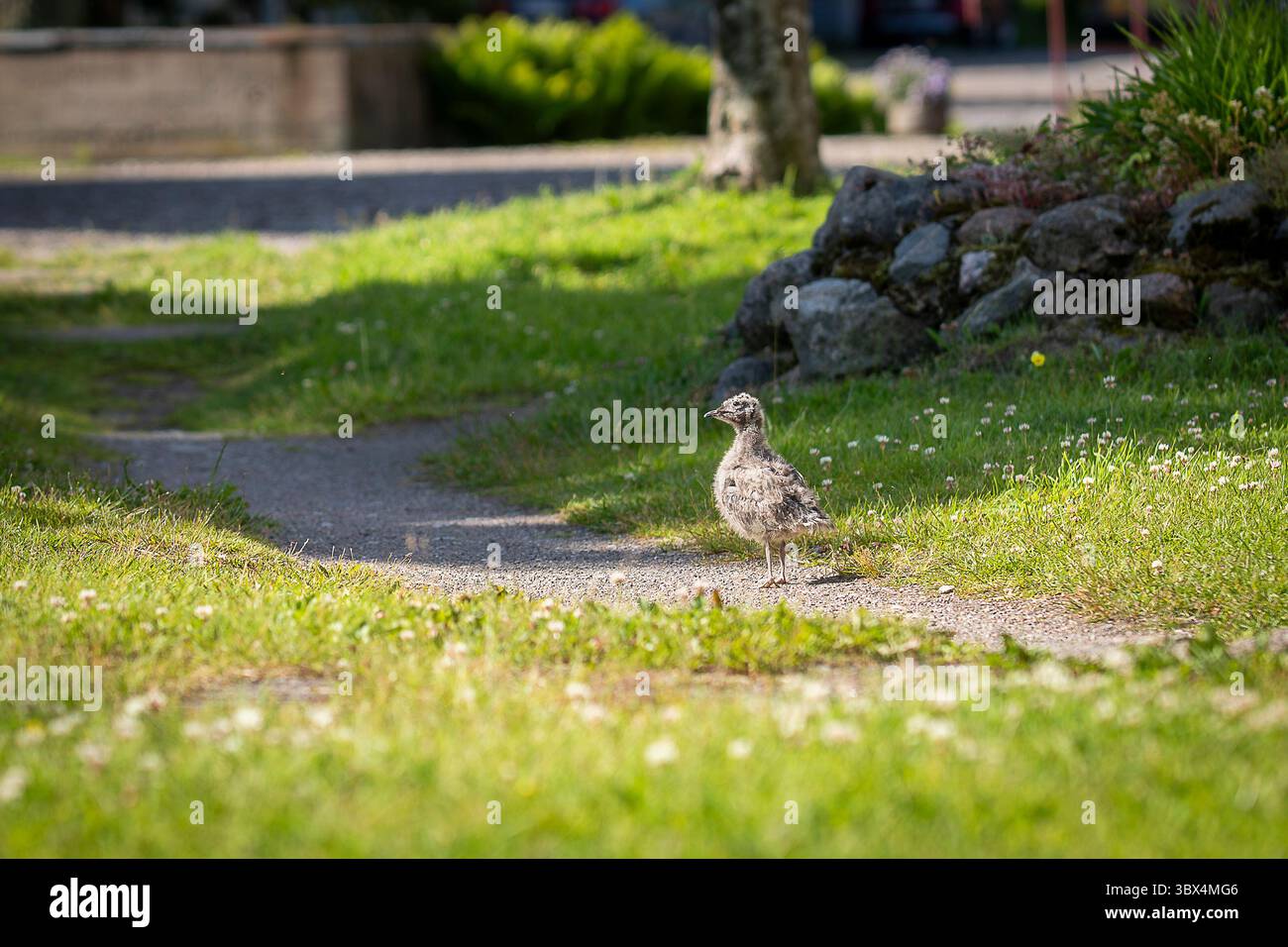 Möwenküken, die auf kurzem Gras laufen. Eine Möwe, die jenseits des Nestes erforscht. Stockfoto
