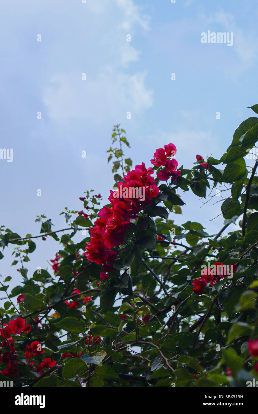 Leuchtend rote Bougainvillea-Blüten sprießen aus dichtem grünen Laub. Der klare blaue Himmel mit verstreuten Wolken bildet eine weiche Kulisse Stockfoto