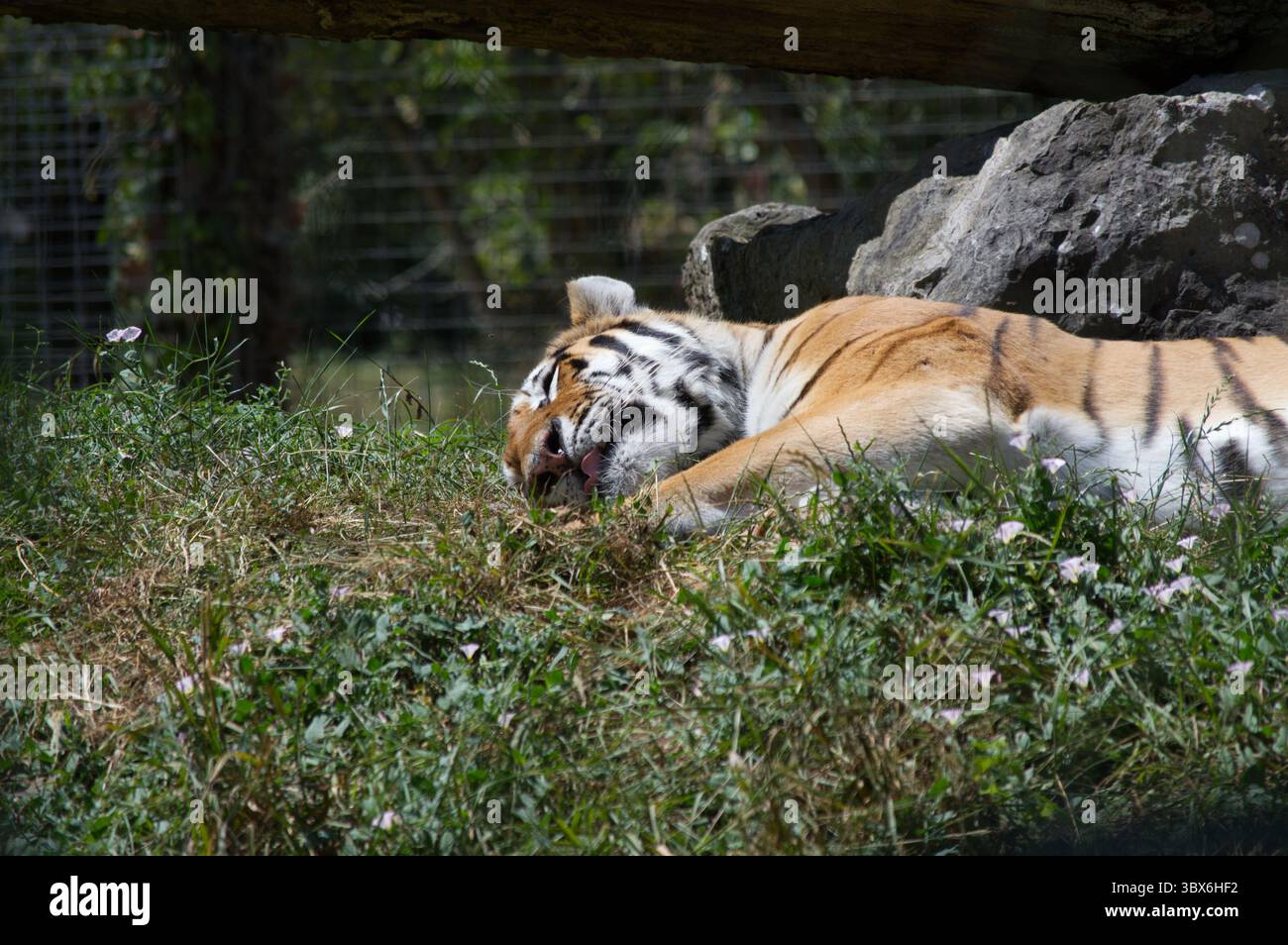 Amur-Tiger (Panthera tigris altaica) Stockfoto