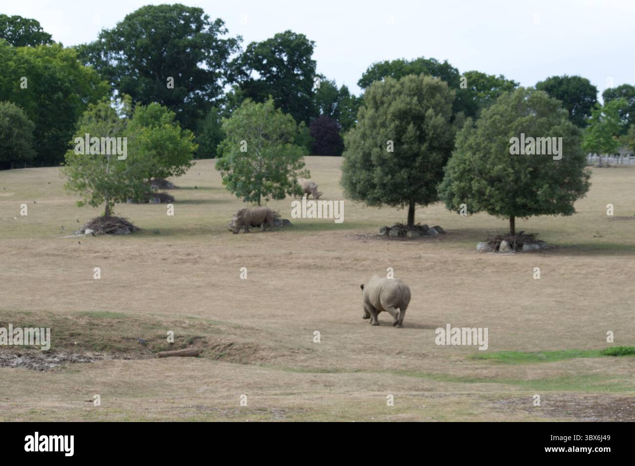 Weißes Nashorn (Ceratotherium simum) im Zoo von Marwell Stockfoto
