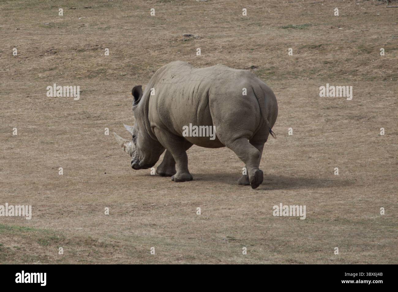 Weißes Nashorn (Ceratotherium simum) im Zoo von Marwell Stockfoto