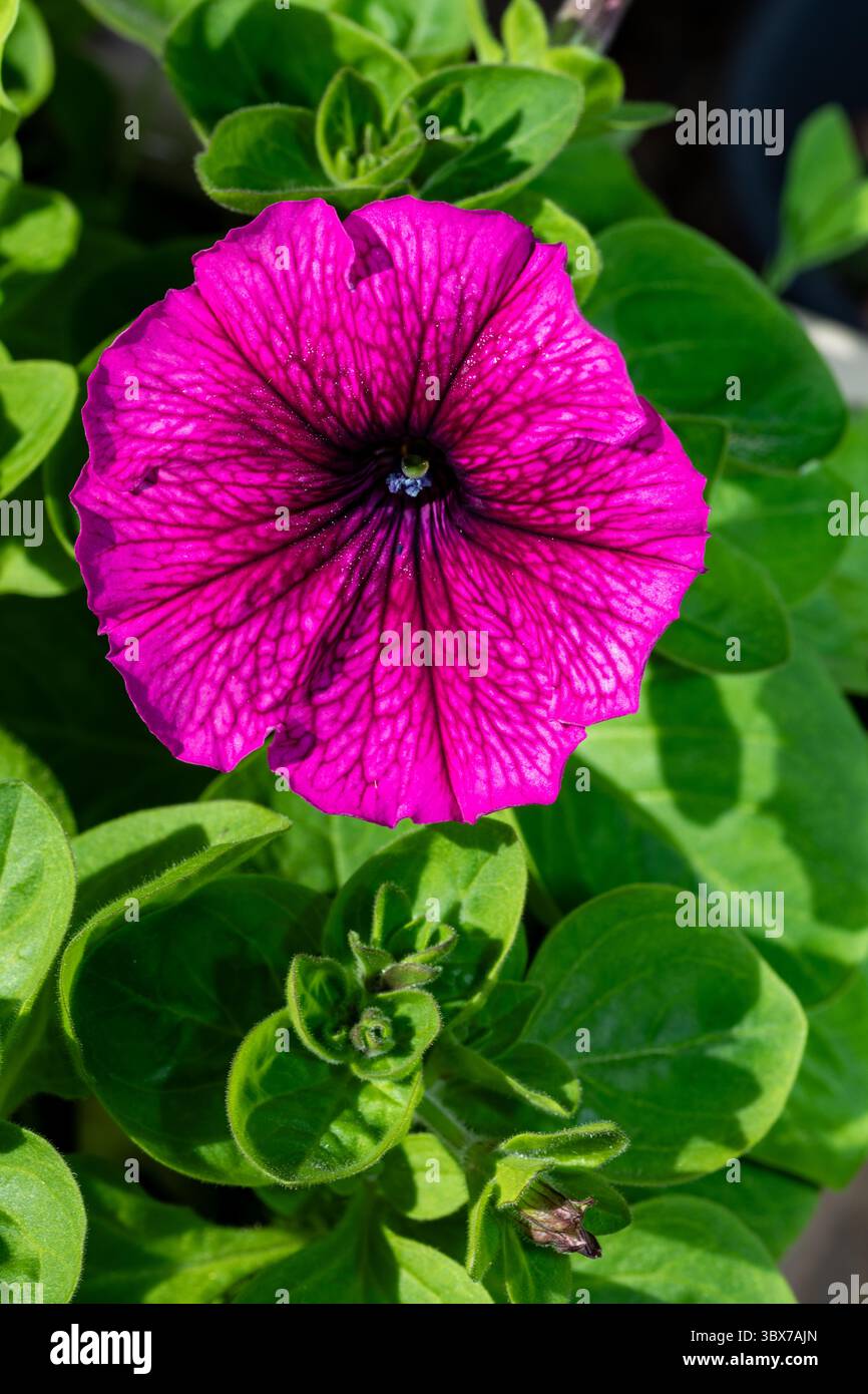 Morning Glory ist der gebräuchliche Name für über 1.000 Arten blühender Pflanzen aus der Familie der Convolvulaceae. Die meisten Blüten der Morgenglorpracht entfalten sich in voller Fülle Stockfoto