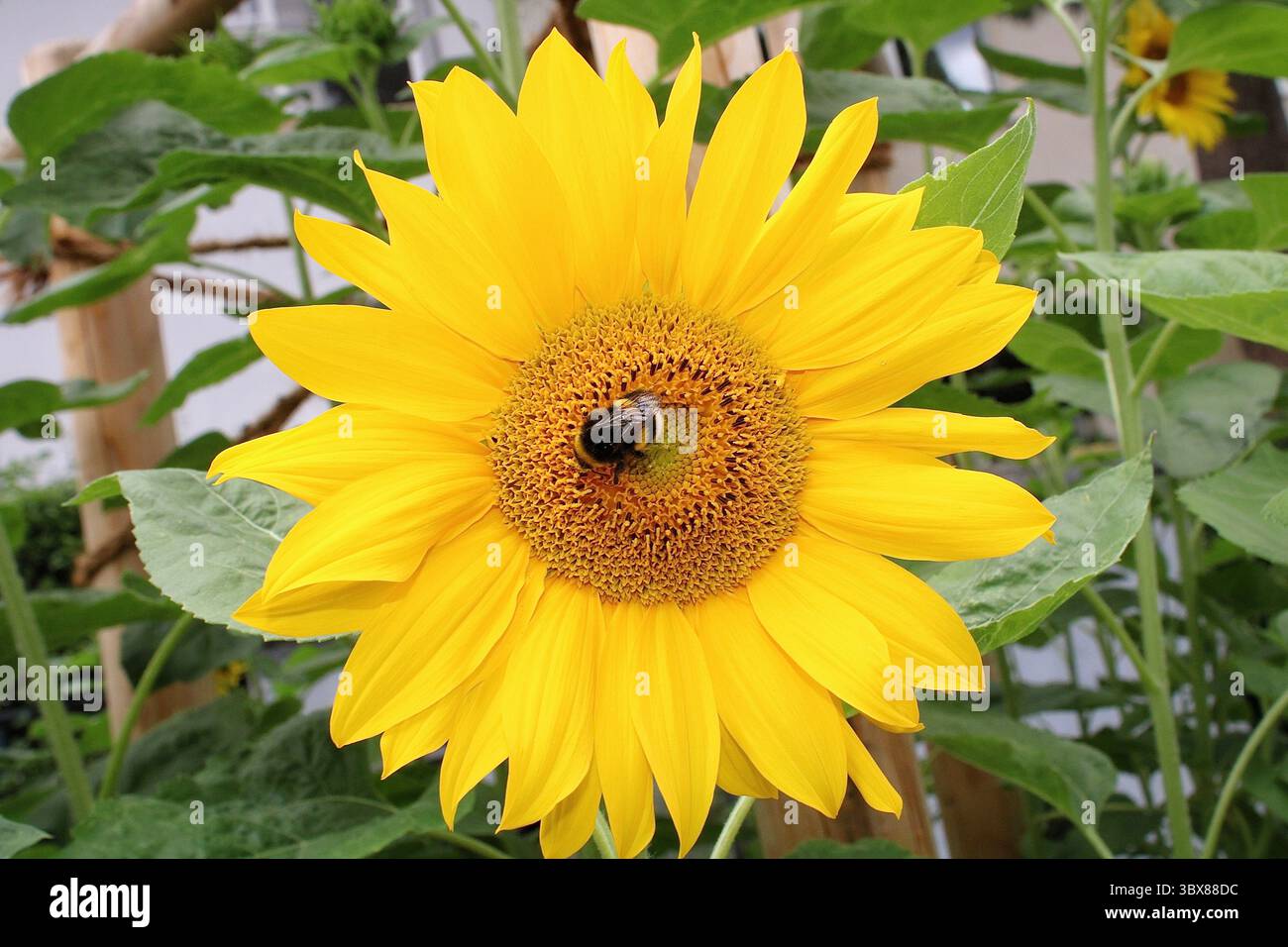 Eine detaillierte Nahaufnahme einer Hummel auf einer Sonnenblume, umgeben von grünen Blättern und natürlichem Tageslicht in einer Gartenumgebung. Stockfoto