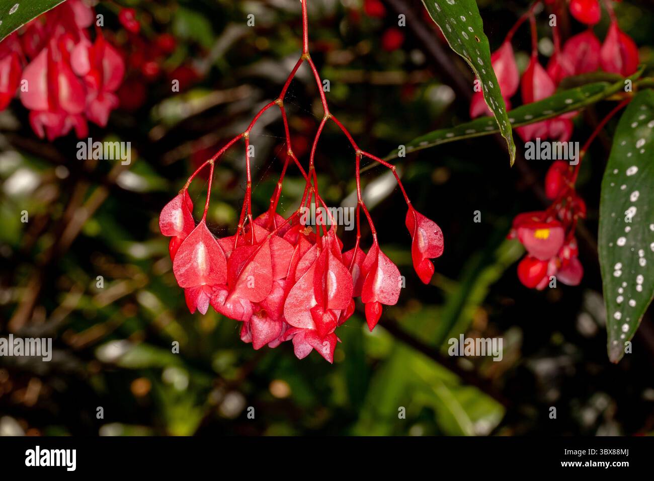 Begonia maculata, die Polka dot Begonia, ist eine im Südosten Brasiliens heimische Begonia. Stockfoto