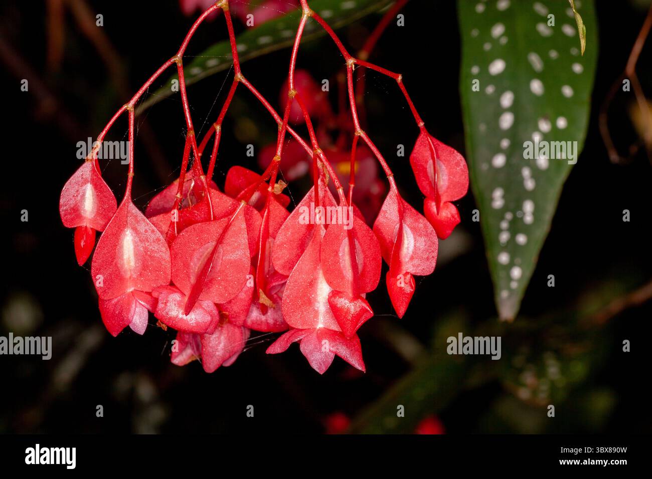 Begonia maculata, die Polka dot Begonia, ist eine im Südosten Brasiliens heimische Begonia. Stockfoto