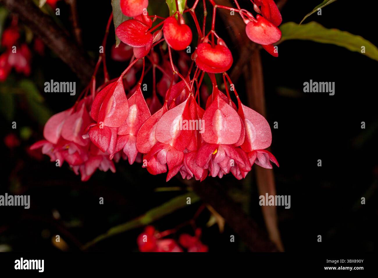 Begonia maculata, die Polka dot Begonia, ist eine im Südosten Brasiliens heimische Begonia. Stockfoto