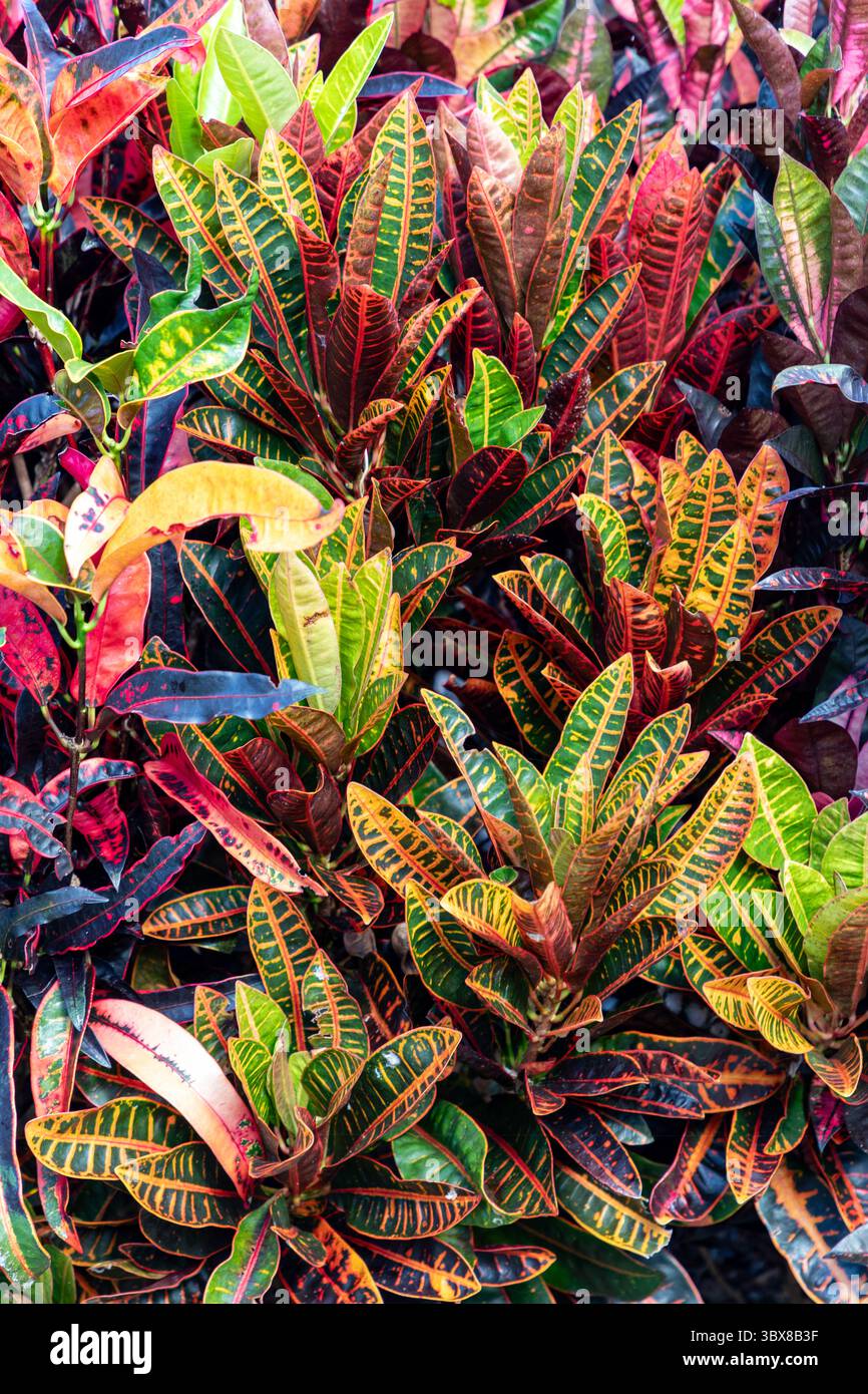 Croton ist eine tropische Pflanze mit farbenfrohen bunten Blättern und fast grenzenlosen Blattformen mit Hunderten von Croton-Pflanzenarten. Stockfoto