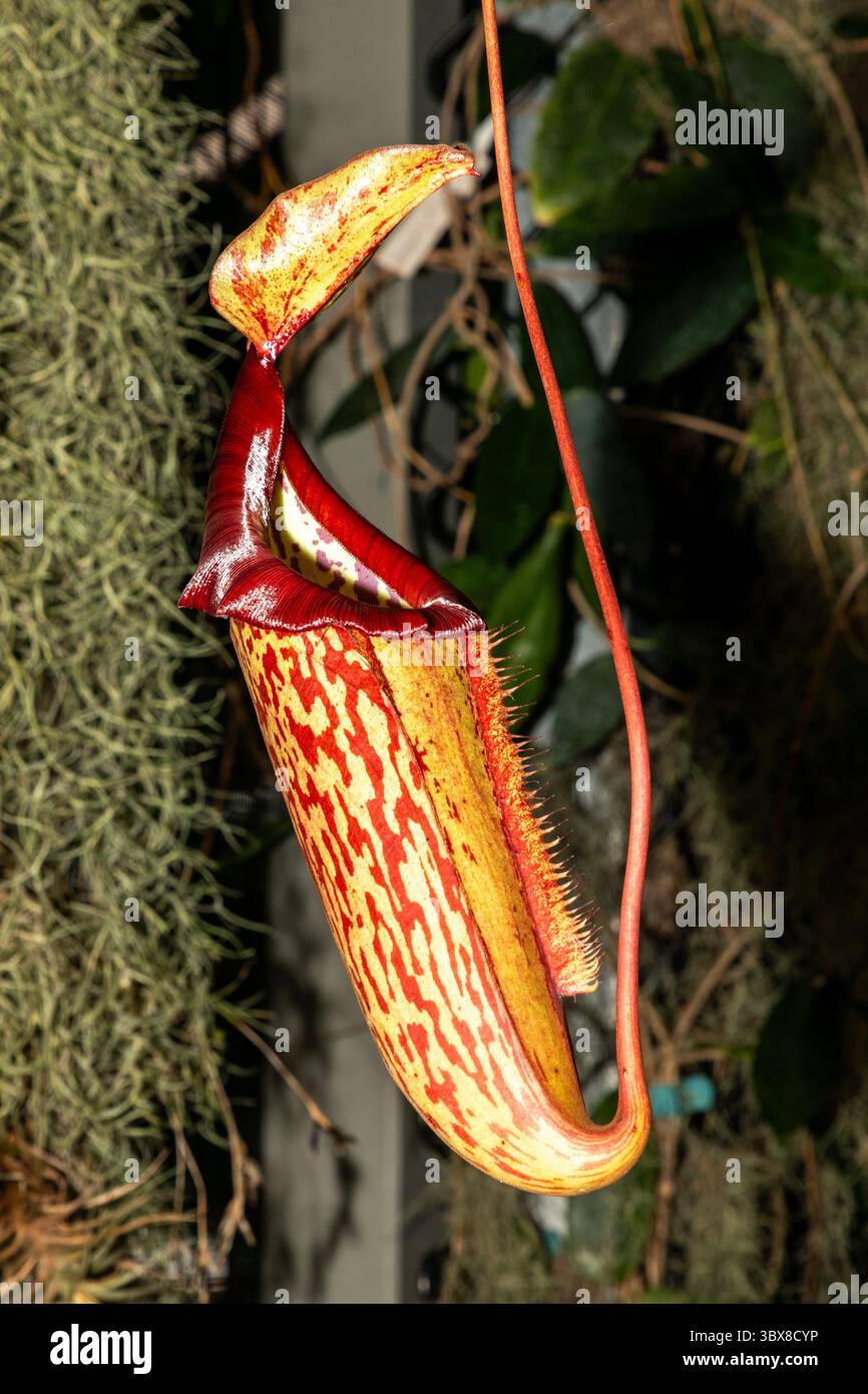 Nuters Pitcher-Pflanze Es ist eine relativ häufige natürliche Hybride, die in den Tiefebenen von Borneo, Peninsular Malaysia, Singapur und Sumatra gefunden wird. Stockfoto