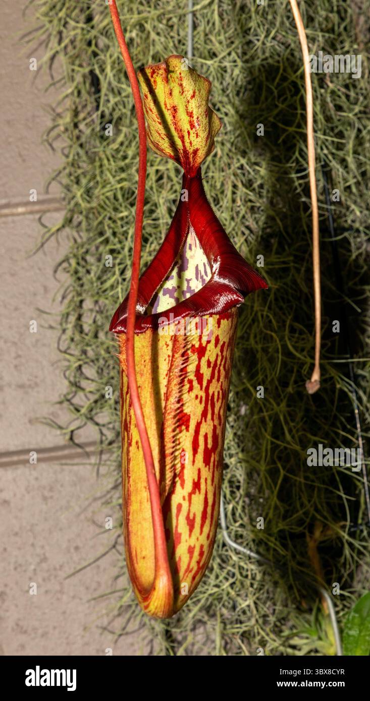 Nuters Pitcher-Pflanze Es ist eine relativ häufige natürliche Hybride, die in den Tiefebenen von Borneo, Peninsular Malaysia, Singapur und Sumatra gefunden wird. Stockfoto