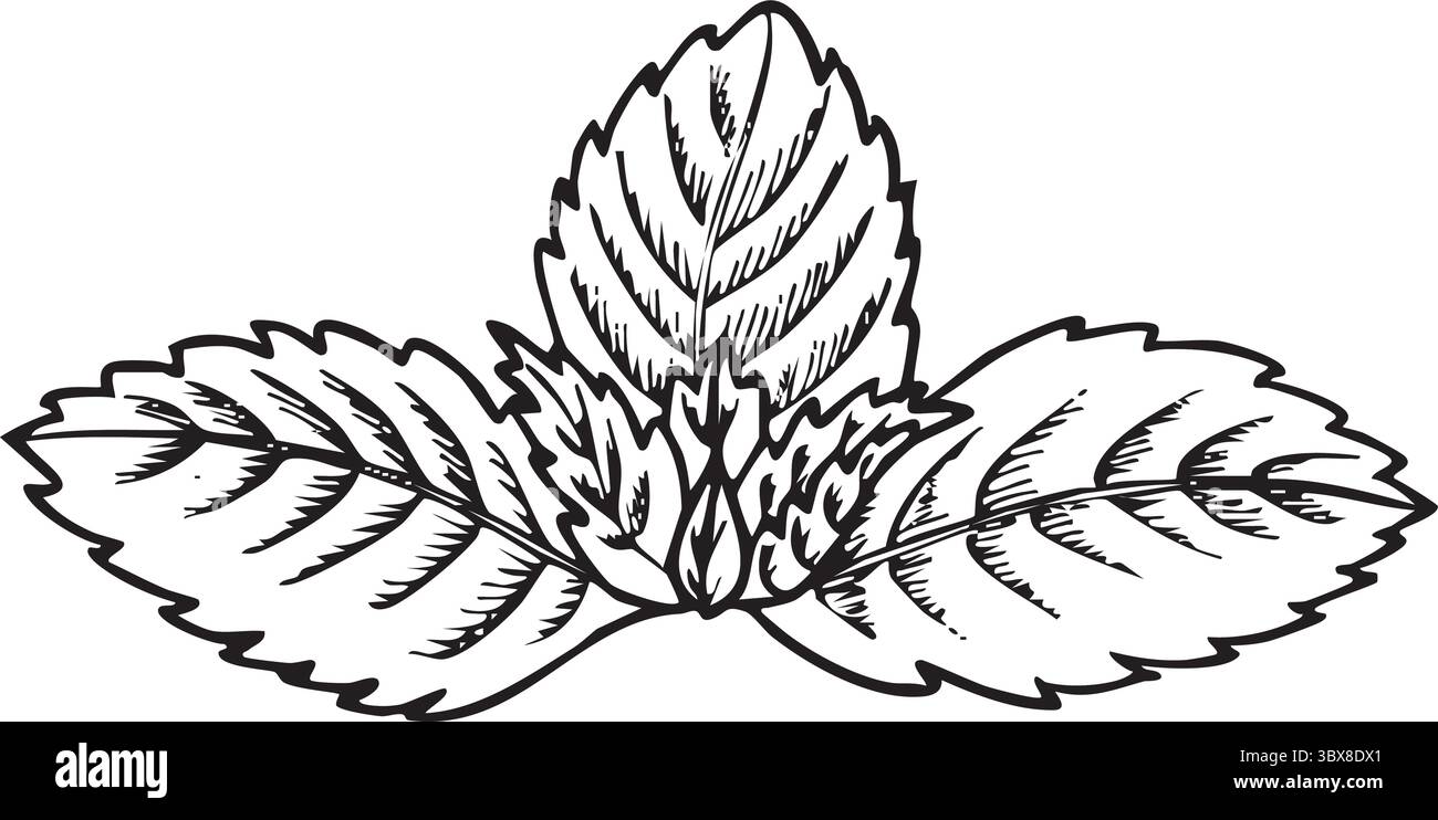 MINT-Vektor-Illustration. Illustration mit Kräutergravur. Detaillierte Skizze des organischen Produkts, handgezeichnet. Design für würzige Lebensmittel Stock Vektor