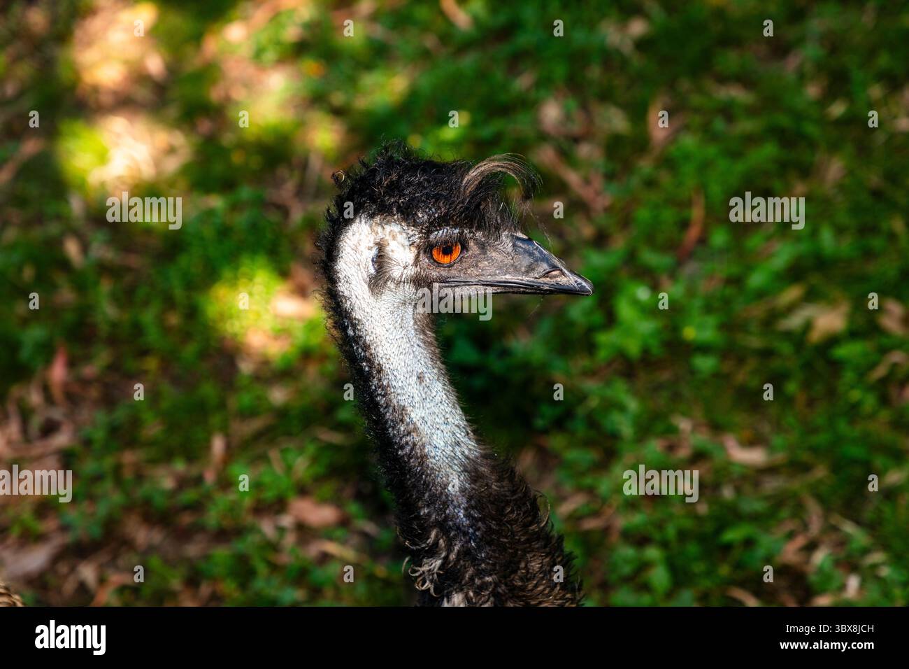 Der Emu (Dromaius novaehollandiae) ist ein großer, flugunfähiger Vogel aus Australien, der nach dem Strauß der zweithöchste Vogel der Welt ist Stockfoto