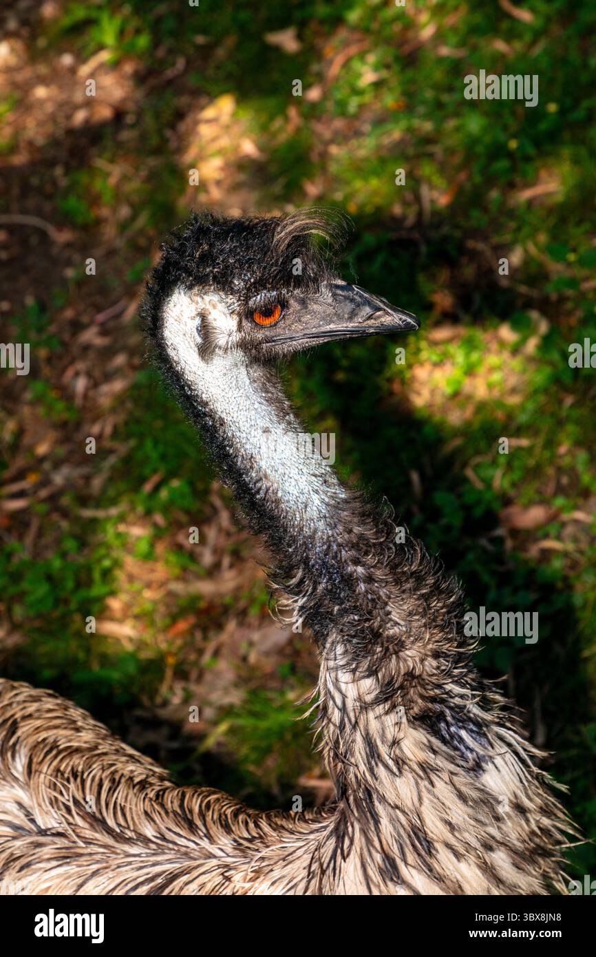 Der Emu (Dromaius novaehollandiae) ist ein großer, flugunfähiger Vogel aus Australien, der nach dem Strauß der zweithöchste Vogel der Welt ist Stockfoto