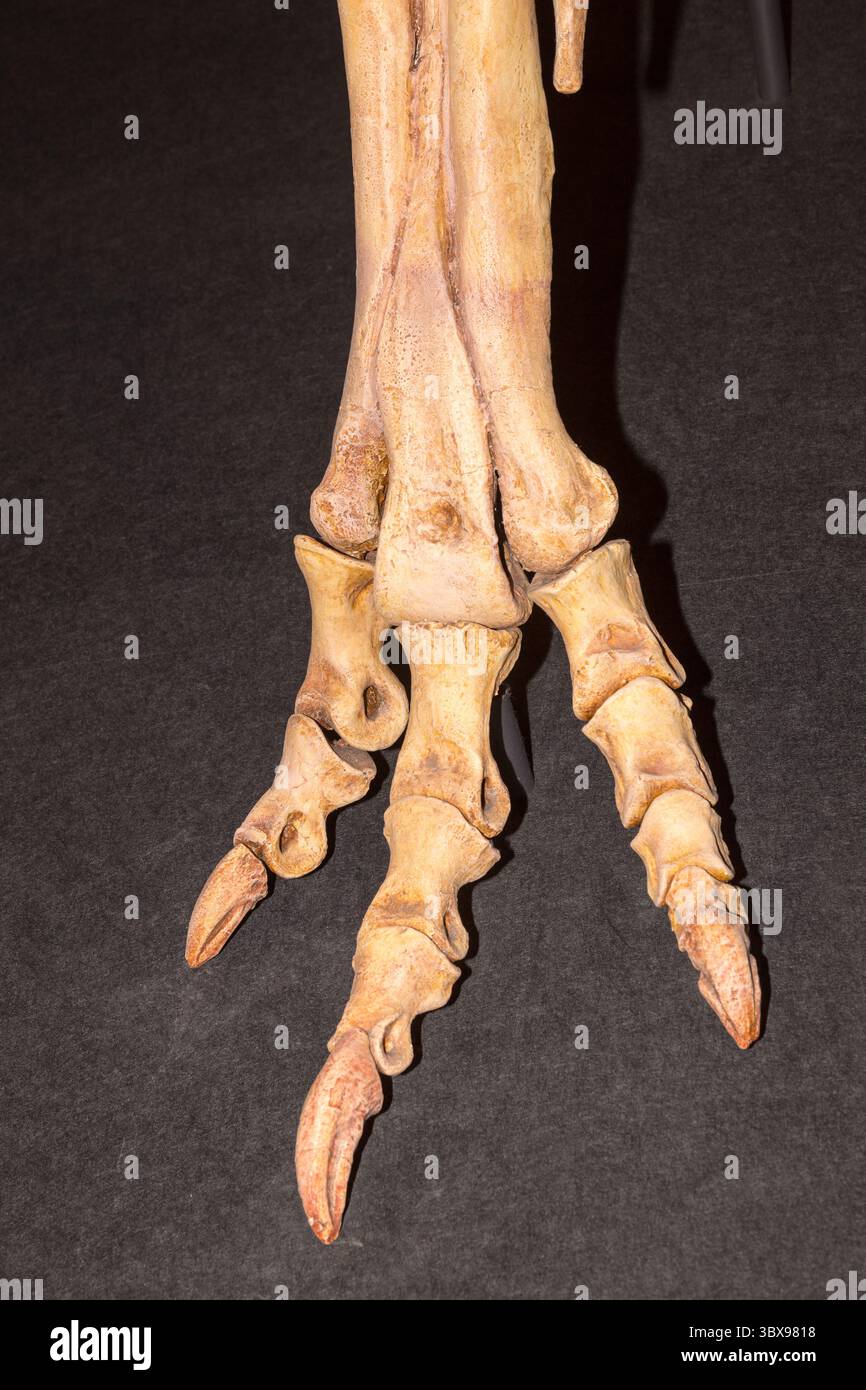 Dinosaurierfuß und Skelett, das Körperstruktur für Bildung und Wissenschaft zeigt Stockfoto