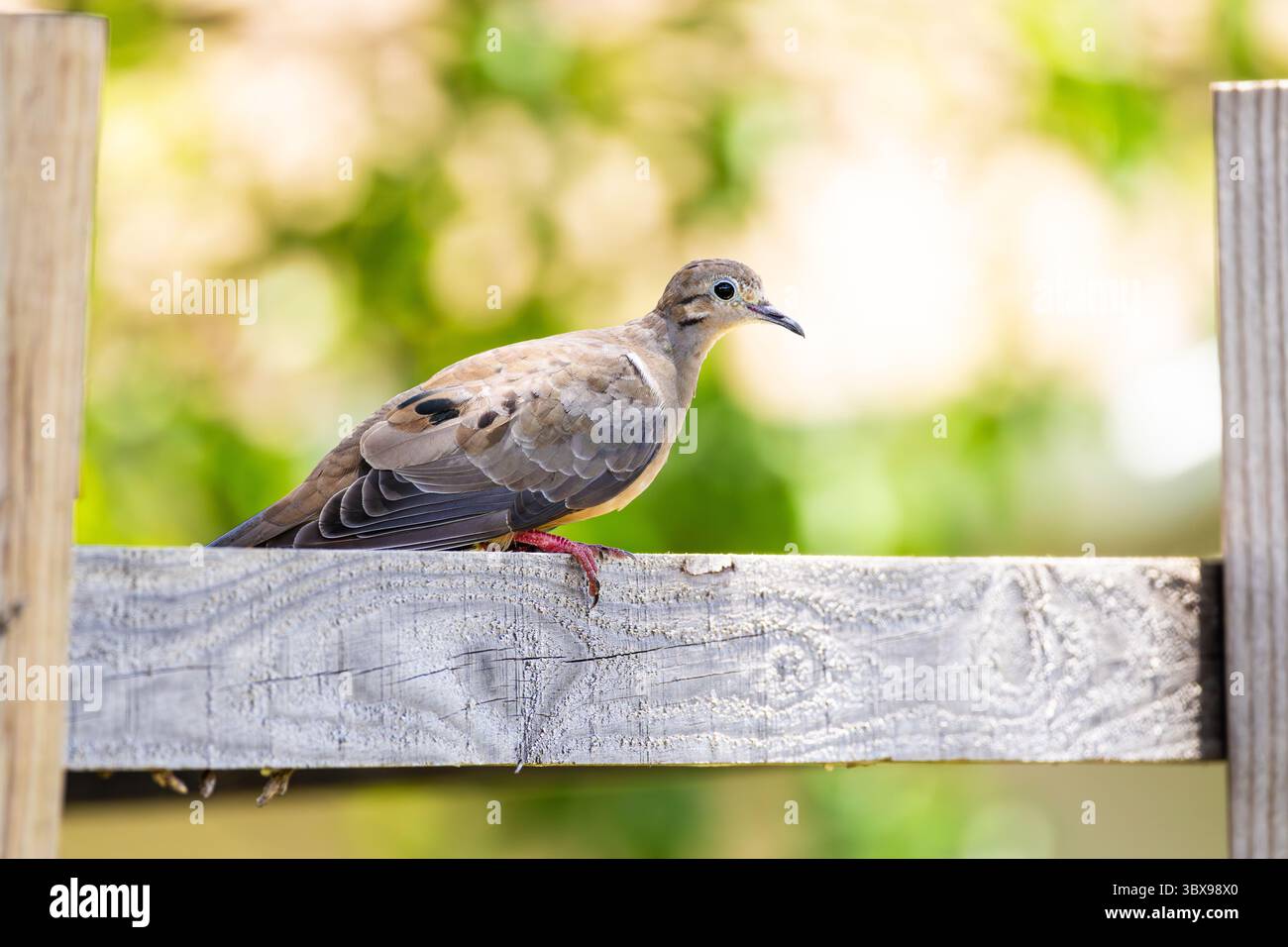 Trauertaube auf einem Zaun mit Bokeh-Hintergrund Stockfoto