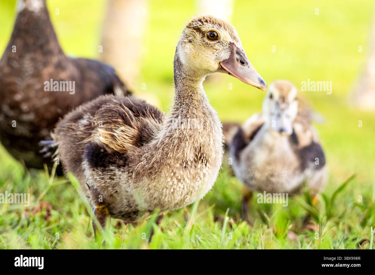 Moschusentchen auf der Suche nach Essen mit Mom. Stockfoto