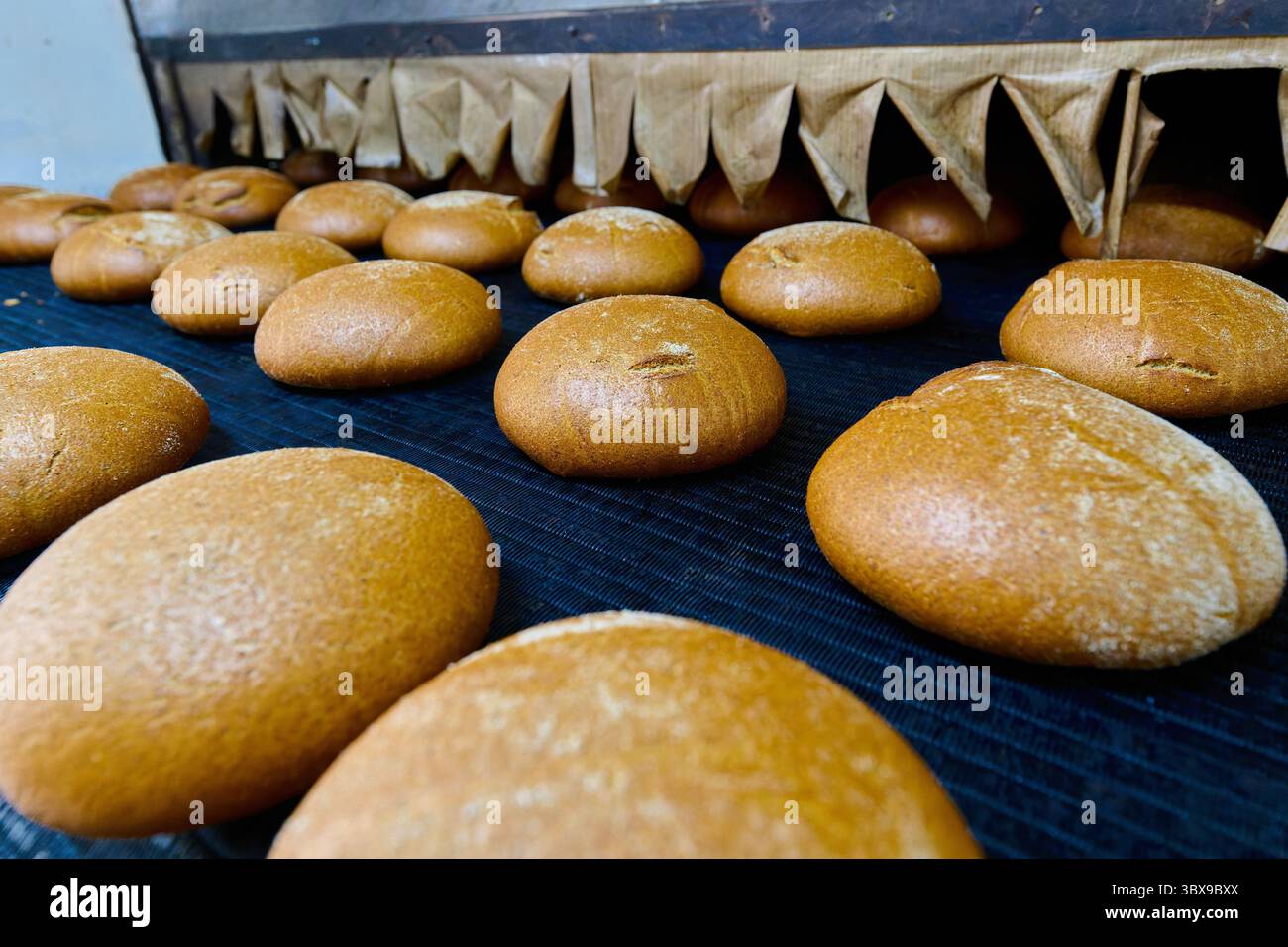 Frisch gebackenes Weißroggenbrot in der Backstube mit baltischem Roggen, Bauernbrot und gemischtem Getreidebrot im Landhausstil Stockfoto