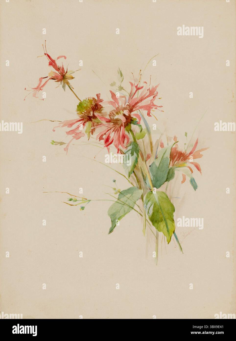 Zarte Aquarellmalerei mit Bergamotte, auch bekannt als Bienenbalsam, von Austa Densmore Sturdevant. Die florale Komposition fängt weiche rote Blüten und grünes Laub in einer naturalistischen botanischen Studie ein. Stockfoto