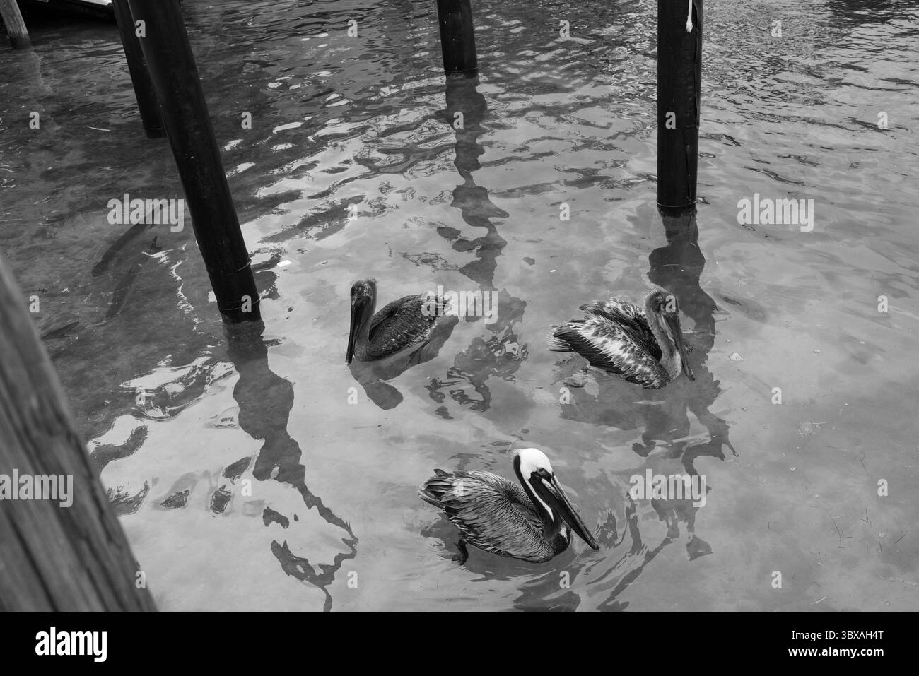 Braune Pelikane schweben in der Nähe des Piers, umgeben von Tarpon in flachen Gewässern, schwarz-weiß. Stockfoto