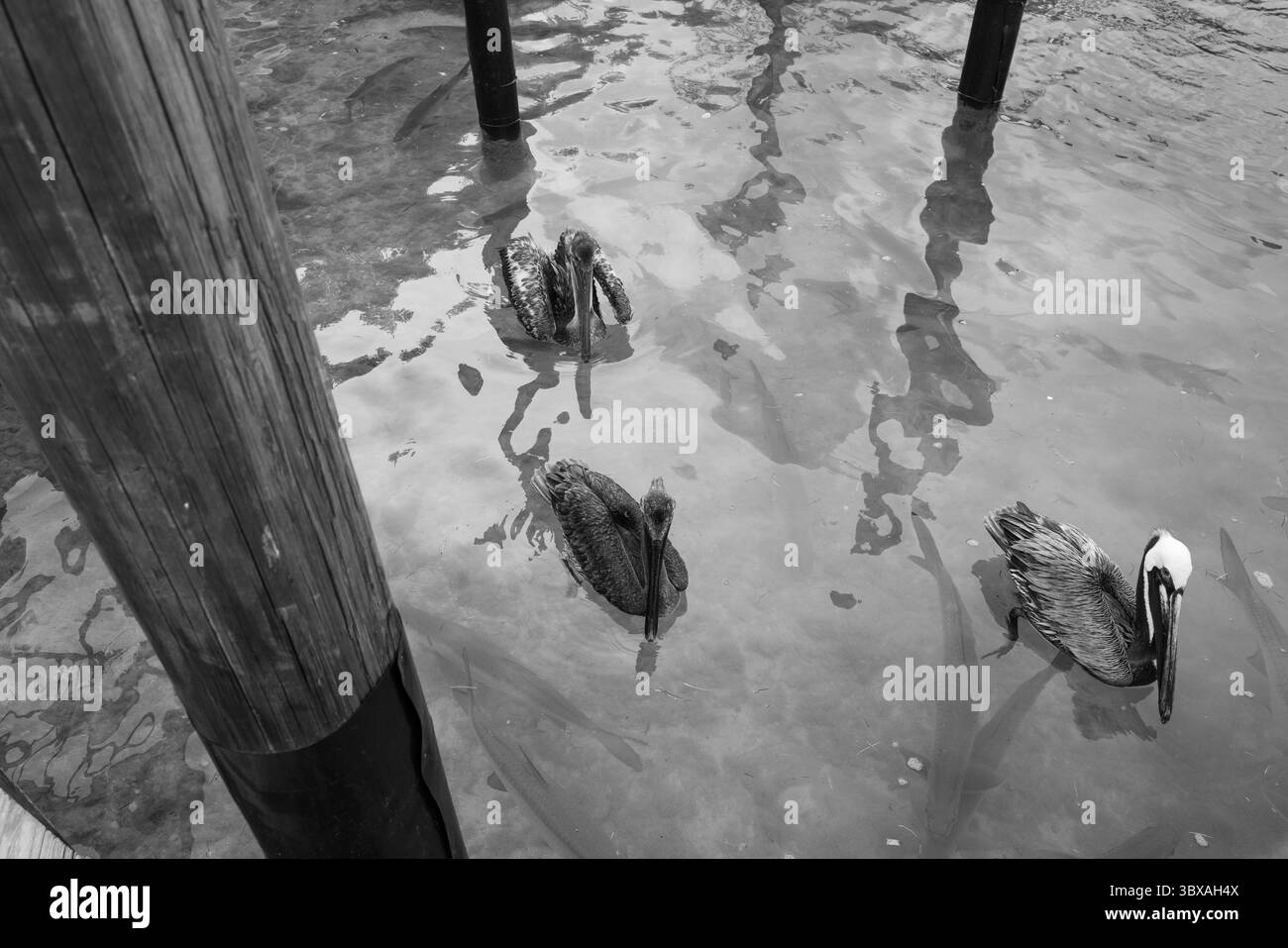 Braune Pelikane schweben in der Nähe des Piers, umgeben von Tarpon in flachen Gewässern, schwarz-weiß. Stockfoto