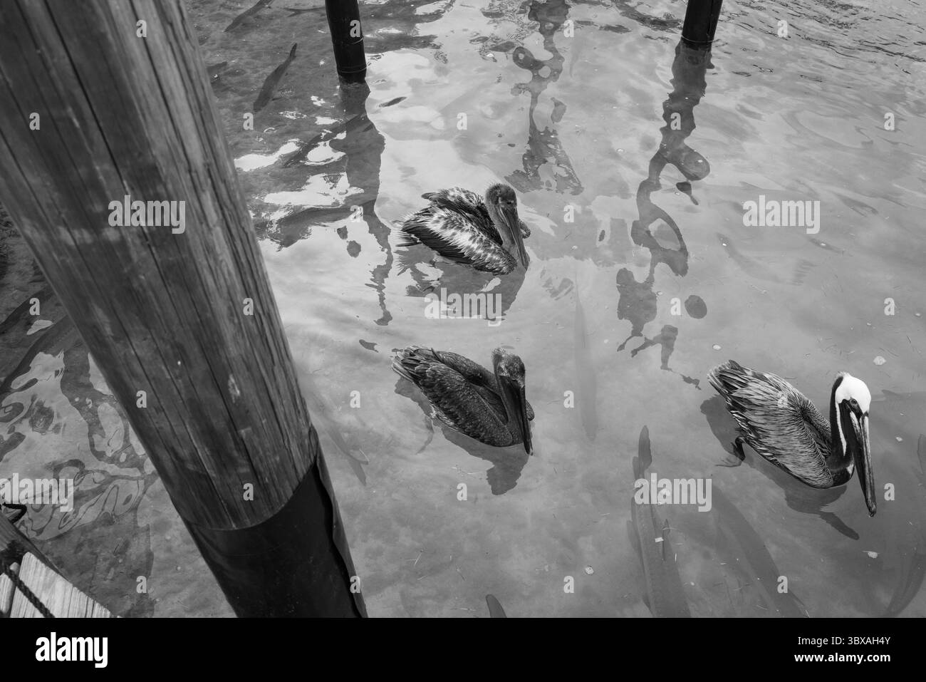 Braune Pelikane schweben in der Nähe des Piers, umgeben von Tarpon in flachen Gewässern, schwarz-weiß. Stockfoto