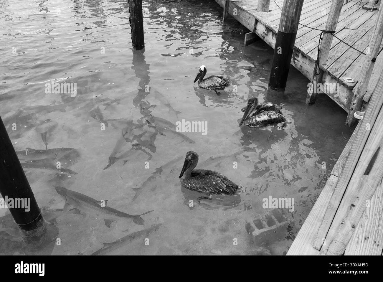 Braune Pelikane schweben in der Nähe des Piers, umgeben von Tarpon in flachen Gewässern, schwarz-weiß. Stockfoto