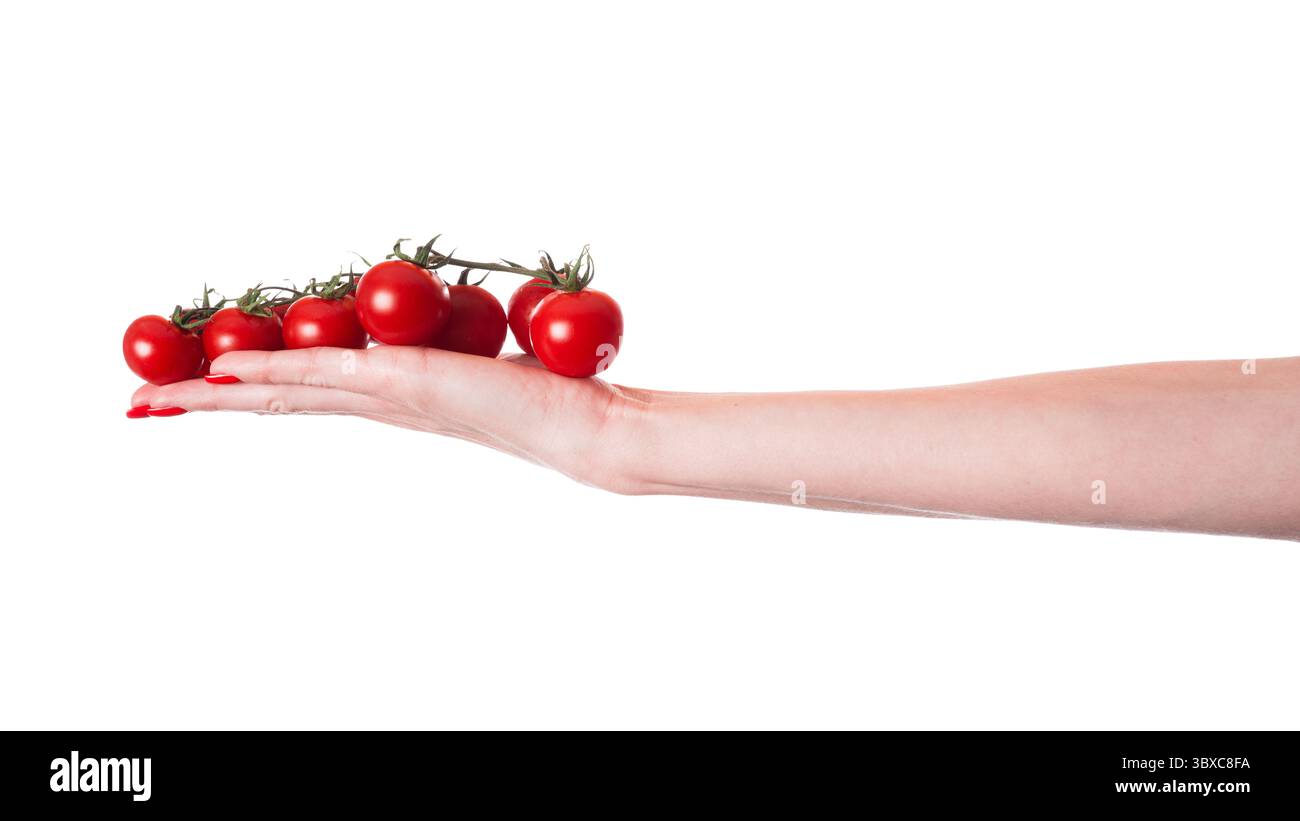 Kirschtomatenzweig in der Hand isoliert auf weißem Hintergrund. Kirschtomate isoliert auf weißem Hintergrund. Stockfoto