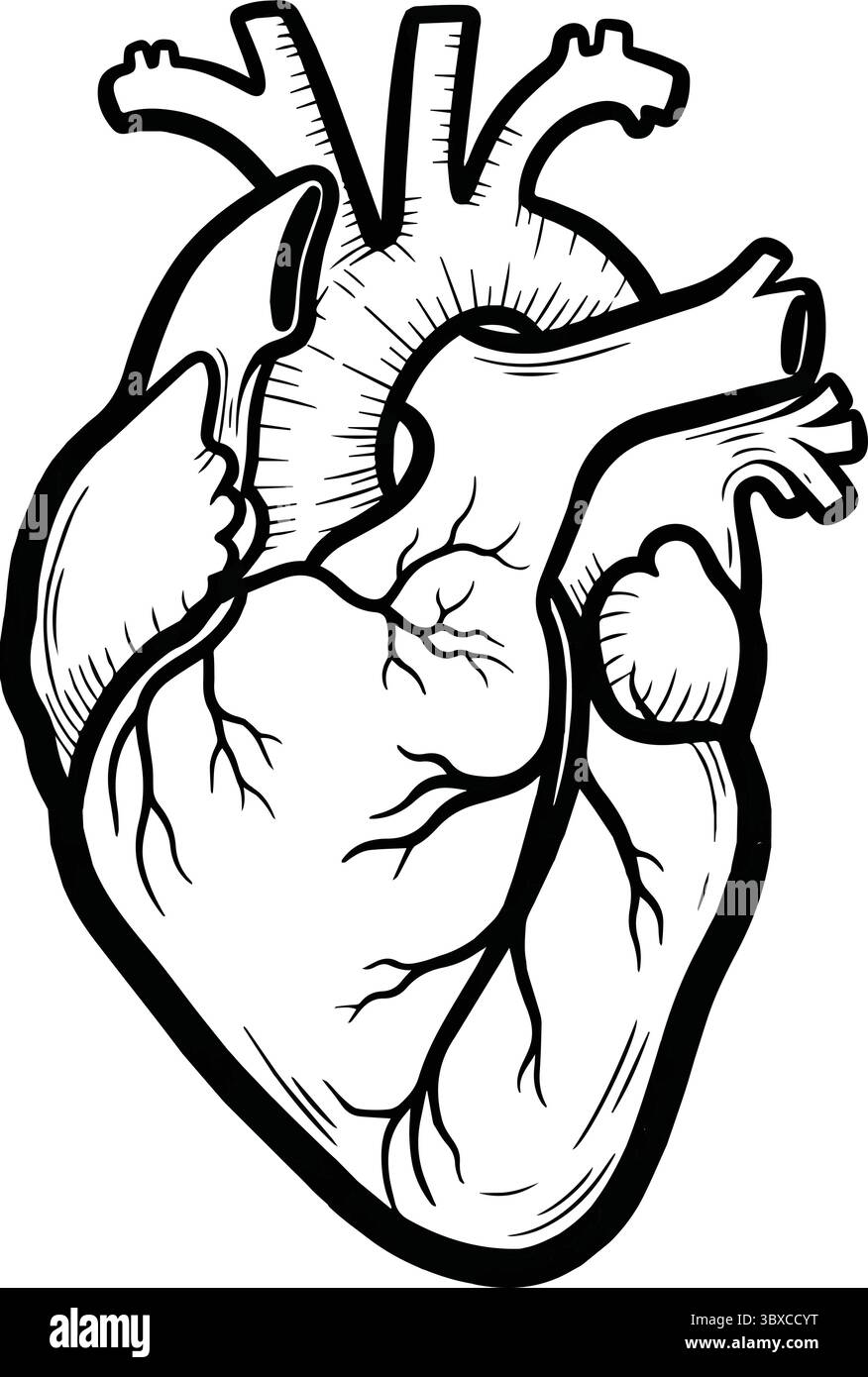 Illustration Der Anatomie Des Menschlichen Herzens Stock Vektor