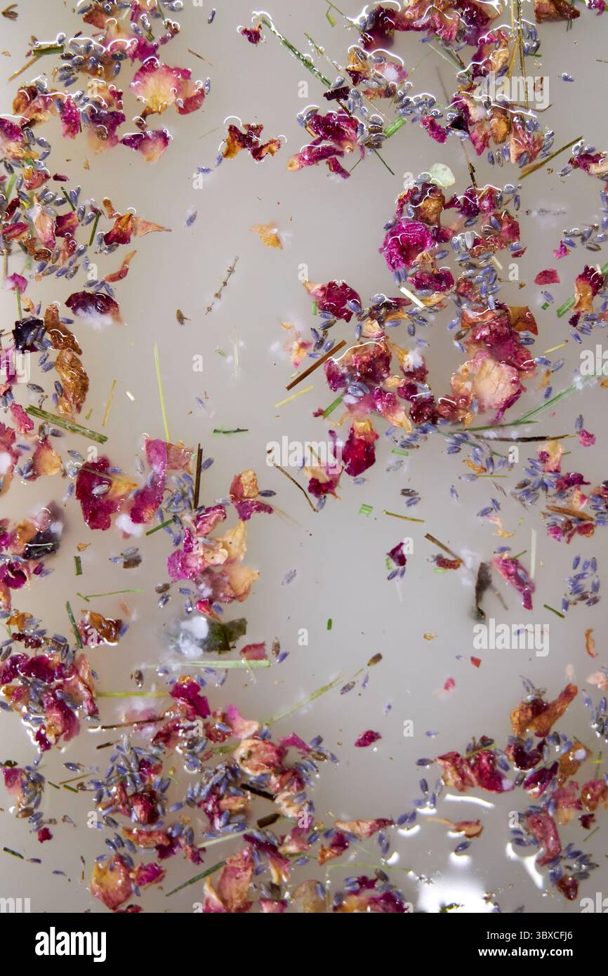 Nahaufnahme von Rosenblüten und Lavendelknospen, die während des handgefertigten Papierprozesses im Wasser schwimmen. Künstlerische botanische Textur, florale Papierherstellung mit nat Stockfoto