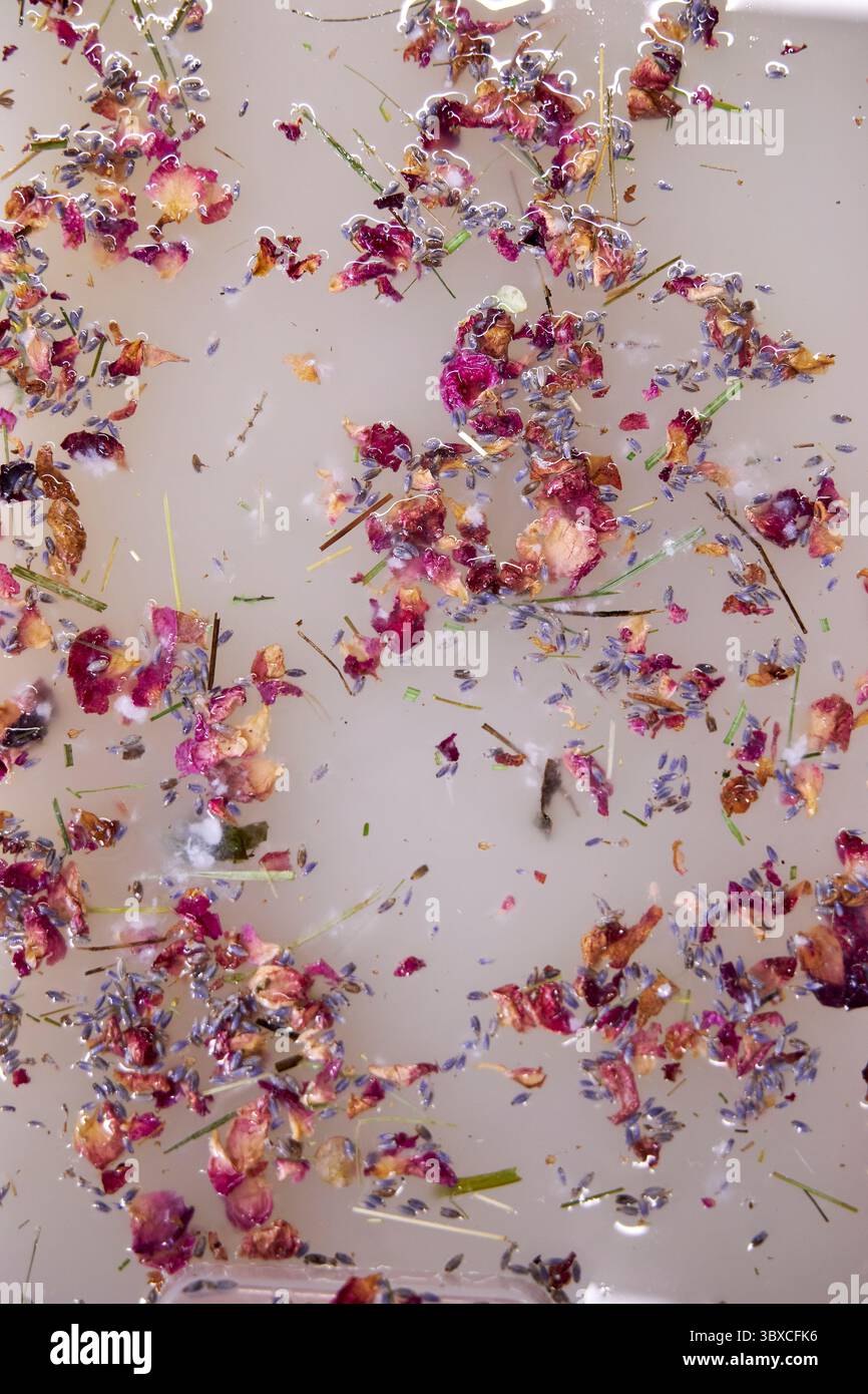 Nahaufnahme von Rosenblüten und Lavendelknospen, die während des handgefertigten Papierprozesses im Wasser schwimmen. Künstlerische botanische Textur, florale Papierherstellung mit nat Stockfoto