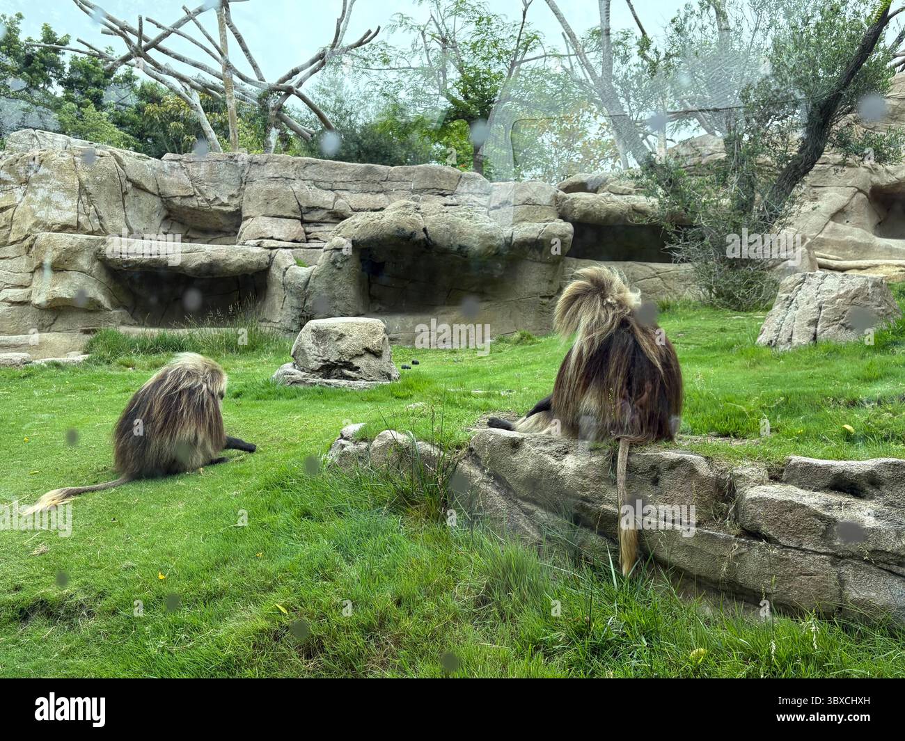 Wilde Affen im San Diego Zoo, Südkalifornien Stockfoto