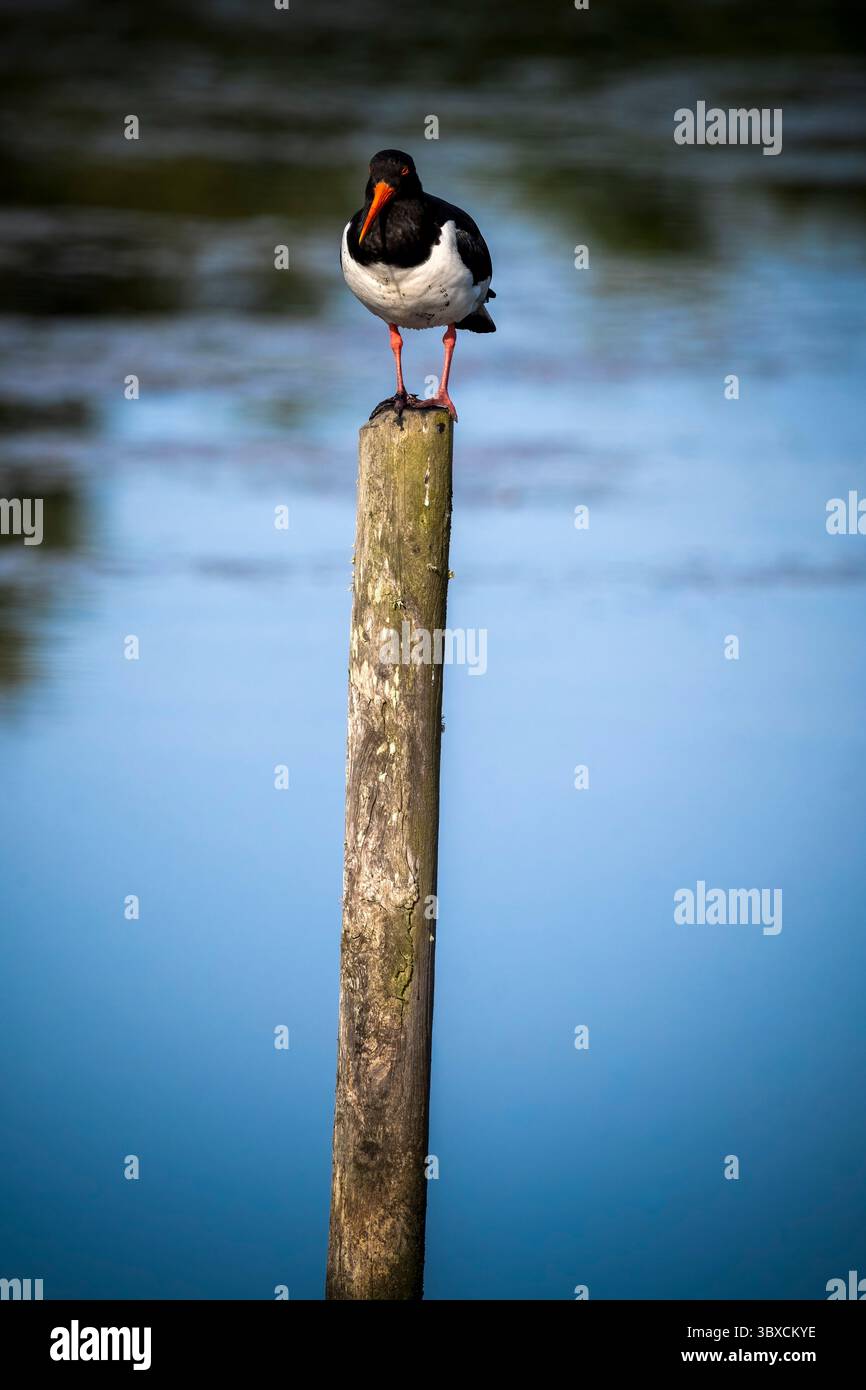 Austernfänger auf einem hohen Stock im Feuchtgebiet Stockfoto