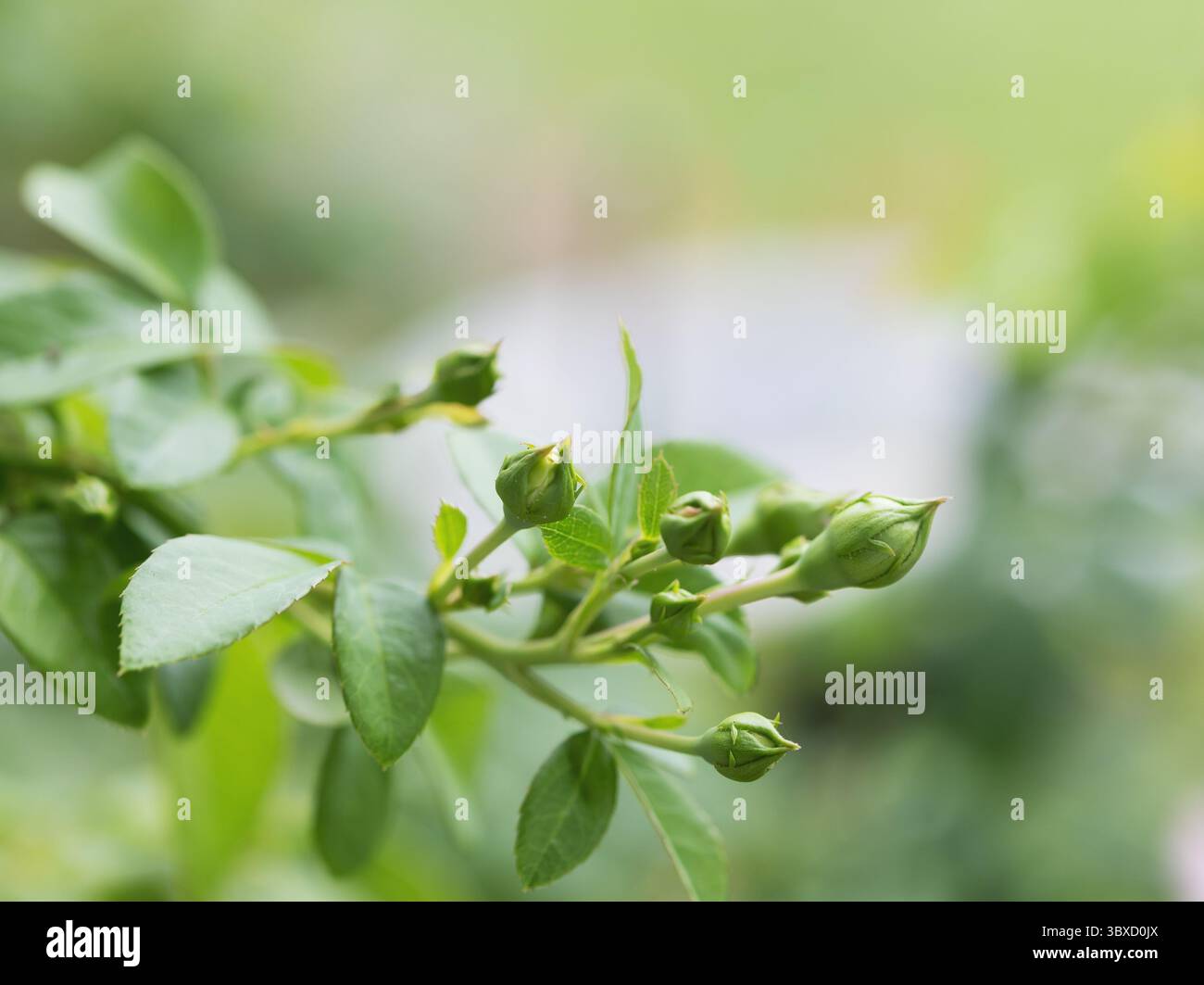 Mehrere Rosenknospen auf Ambrose Jasmina Kletterrose Stockfoto