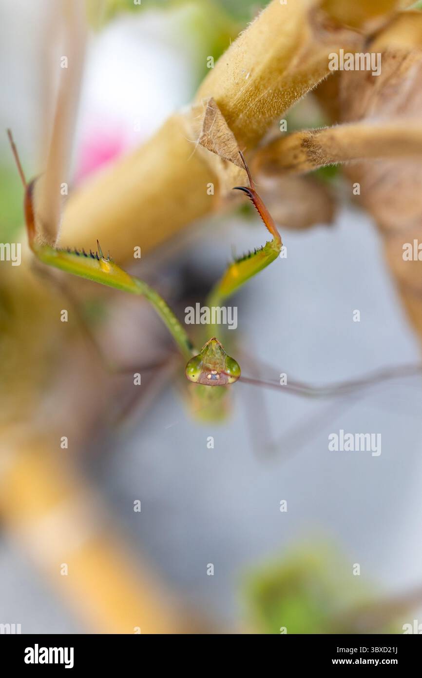 Nahaufnahme einer betenden Mantis, die durch Gartenzweige nach vorne starrt Stockfoto