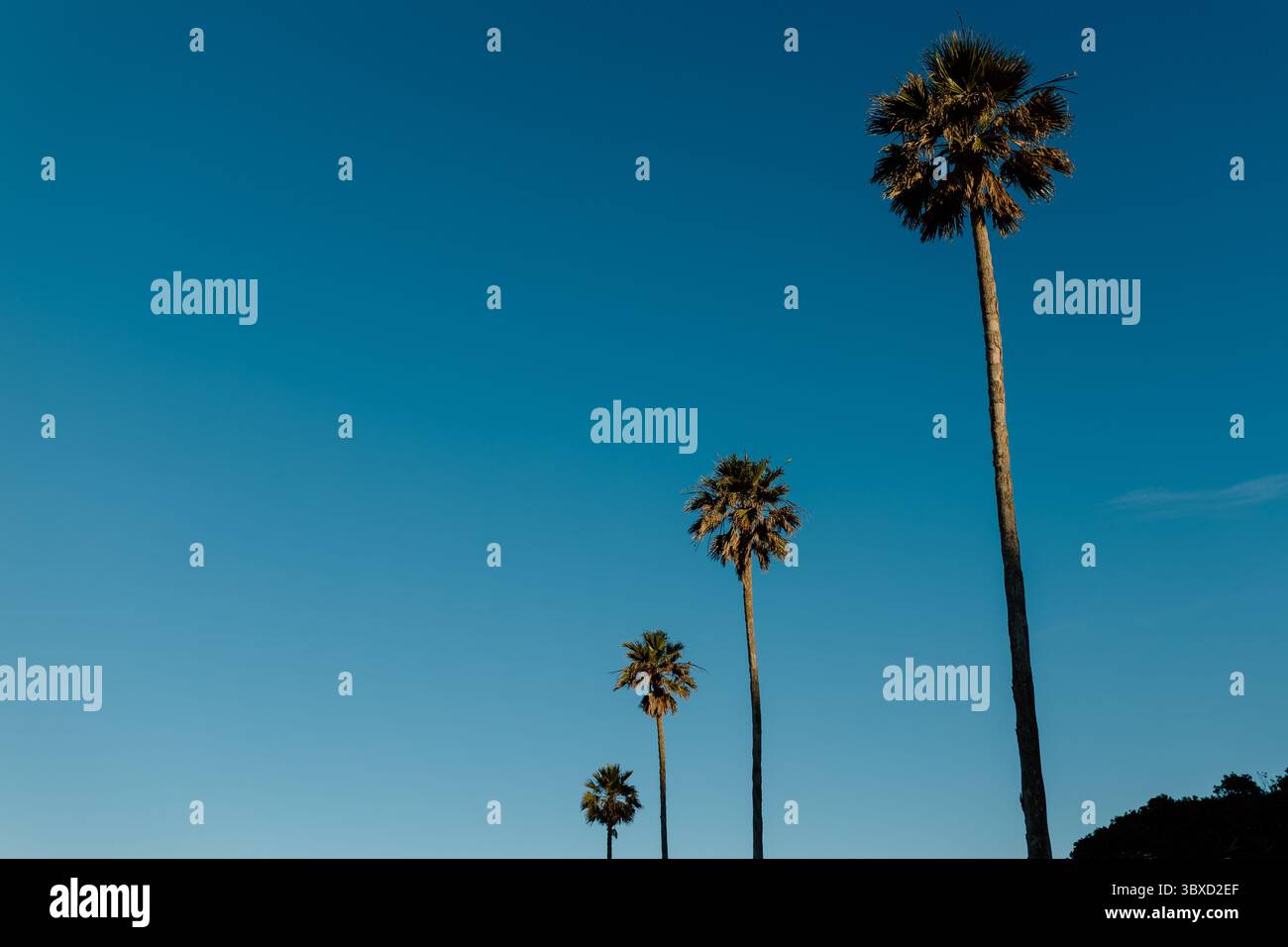 Palmen vor einem strahlend blauen Himmel Stockfoto
