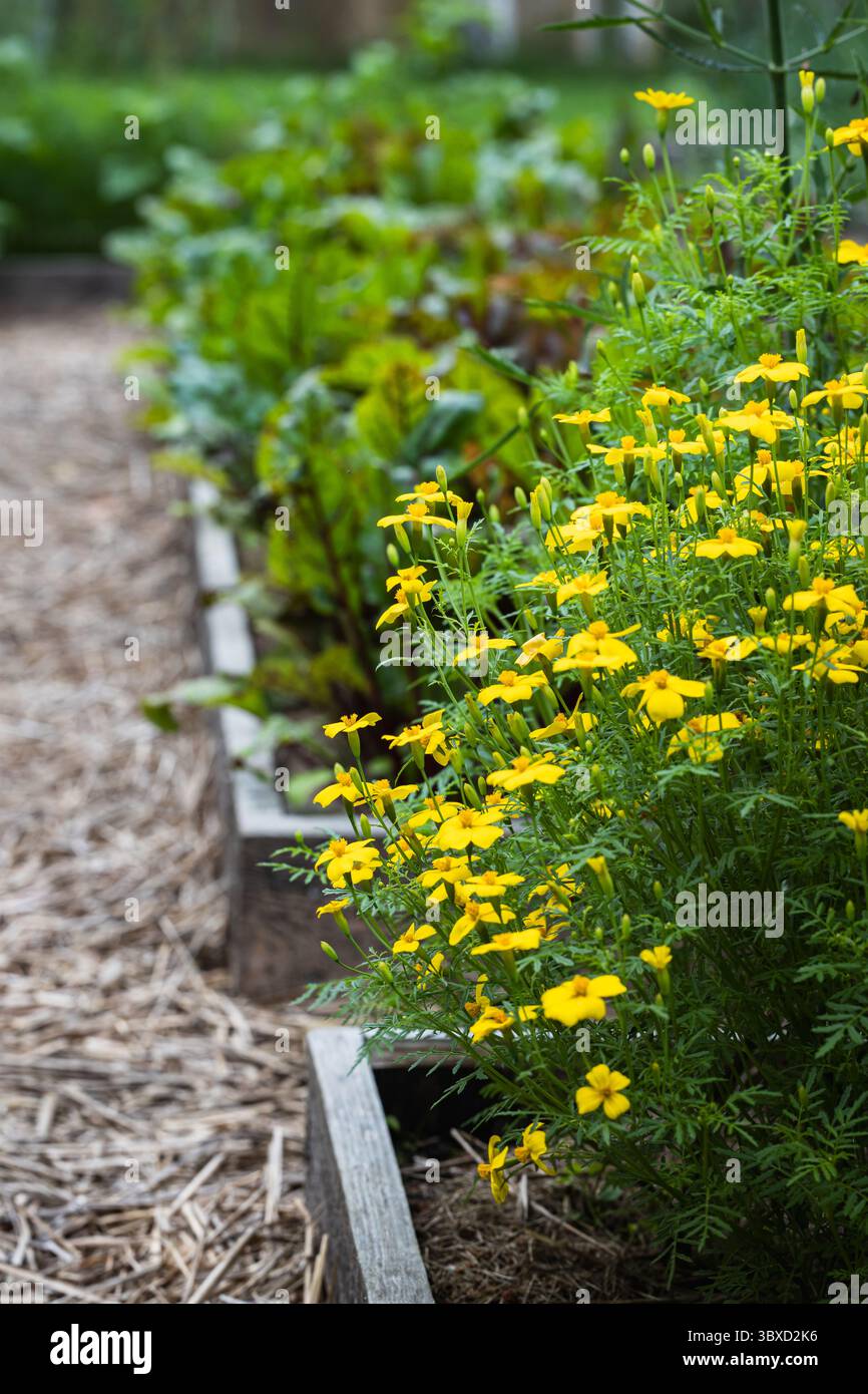 Gelbe Ringelblumen entlang Mulch Path Stockfoto