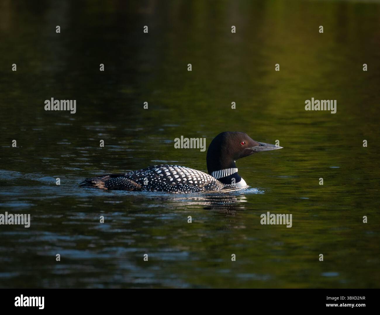Nahaufnahme eines gewöhnlichen Sees, der auf einem See in Kanada schwimmt. Stockfoto