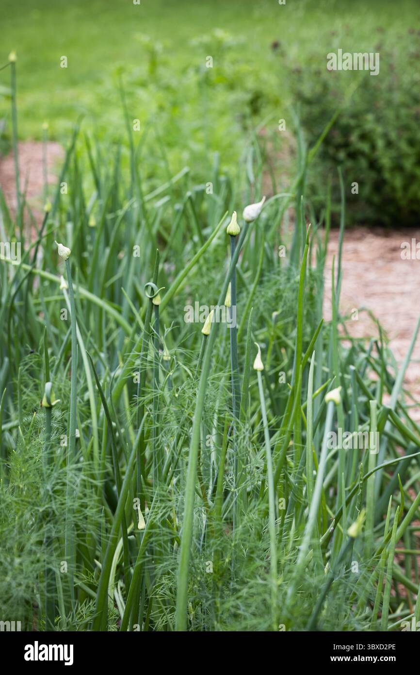 Zwiebelblüten und Dill im Garten Stockfoto