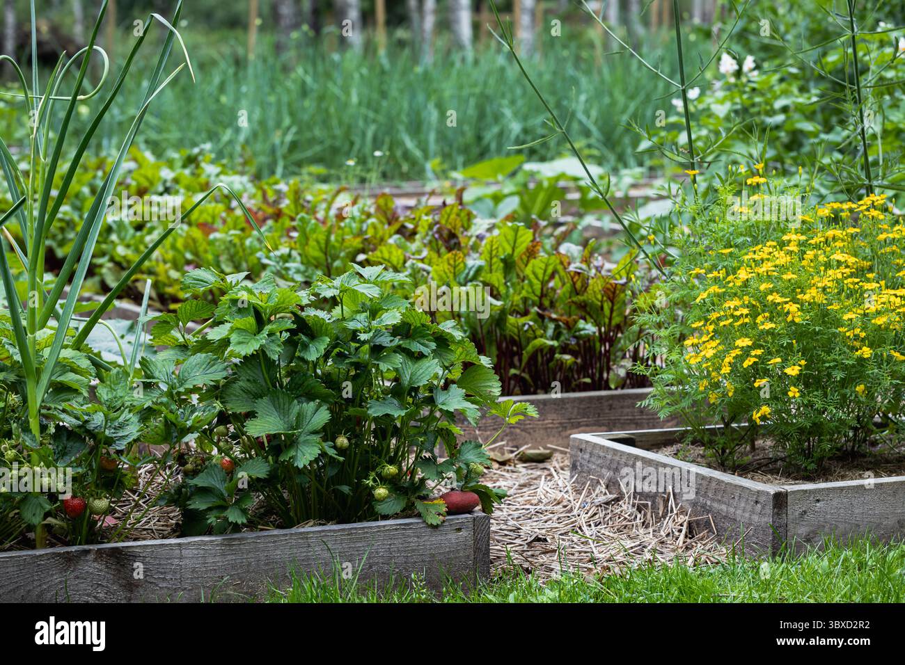 Rustikaler Garten mit Ringelblumen und Rote Beete Reihen in natürlichem Licht Stockfoto