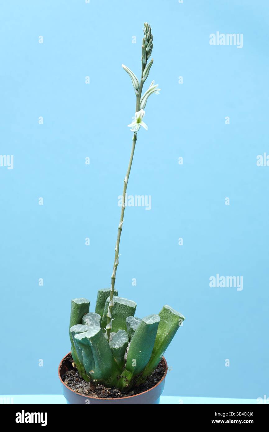 Nahaufnahme: Haworthia truncata mit Blumen. Foto mit maximaler Schärfentiefe auf hellem Hintergrund. Stockfoto