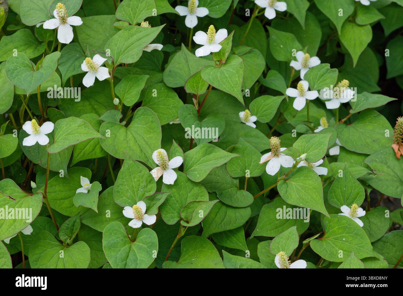 Blüte mit stark riechenden Zitrusblättern, genannt Chamäleon Pflanze oder Houttuynia cordata Stockfoto