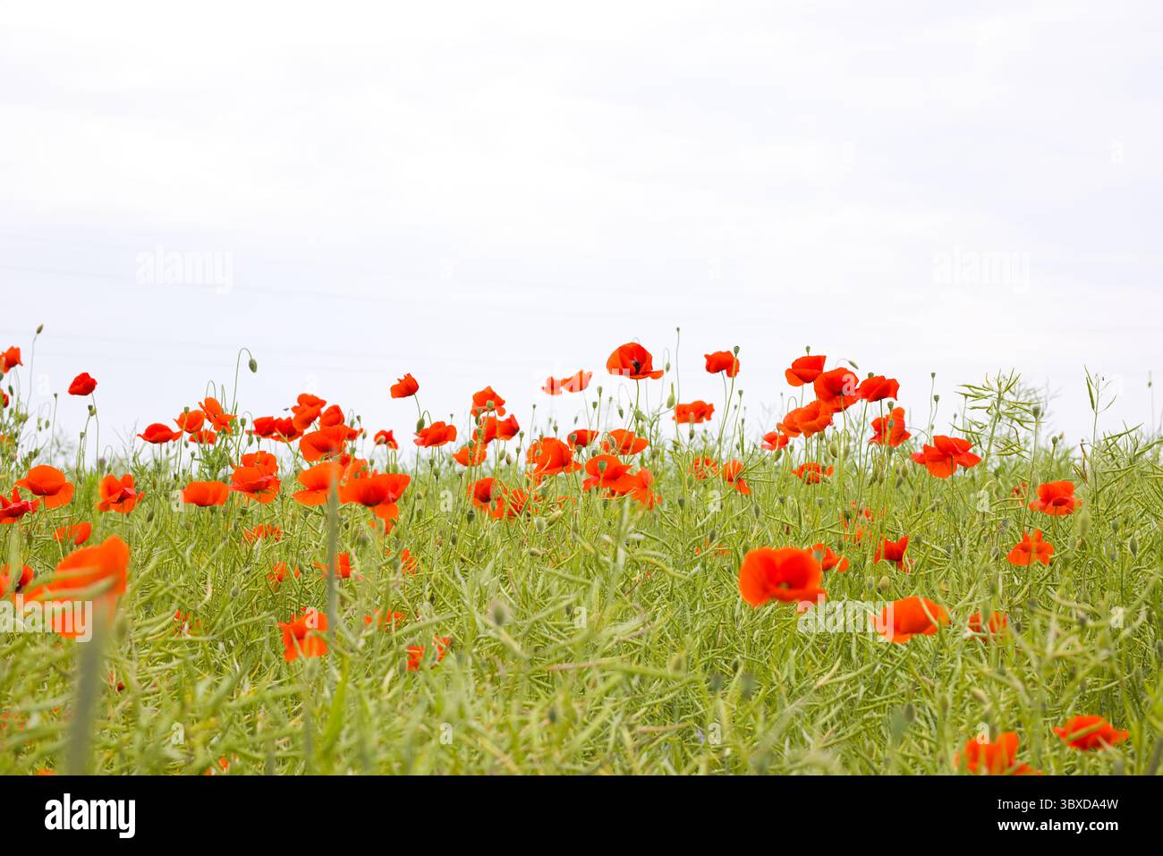 Rote Mohnblumen blühen über ein Feld, jede Blüte trägt zu einer satten, warmen Szene mit lebendigen Farben bei. Die sanft wiegenden Blütenblätter fangen das Wesen eines ein Stockfoto