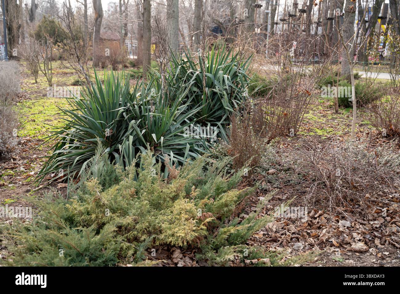 Schöner Winter- oder Spätherbst-Blick auf den Garten mit Erstfrost, schneebedeckten Nadelbäumen und Sträuchern Stockfoto