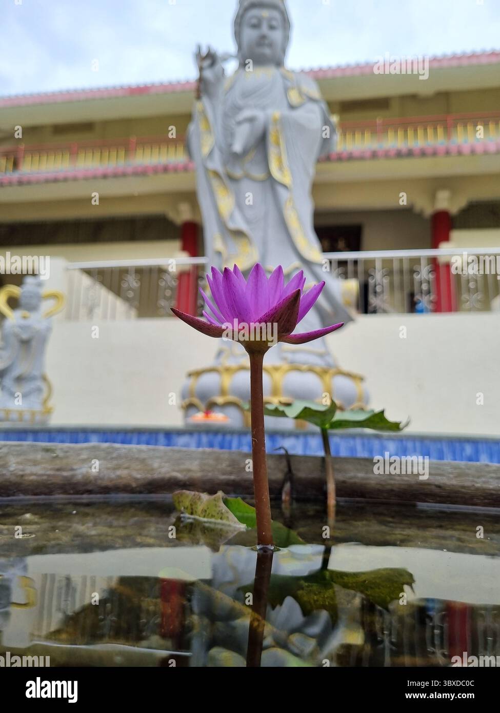 Lotus im Fokus, Buddha in der Ferne – Harmonie in einem Bild - Smartphone-aufgenommenes Stockfoto
